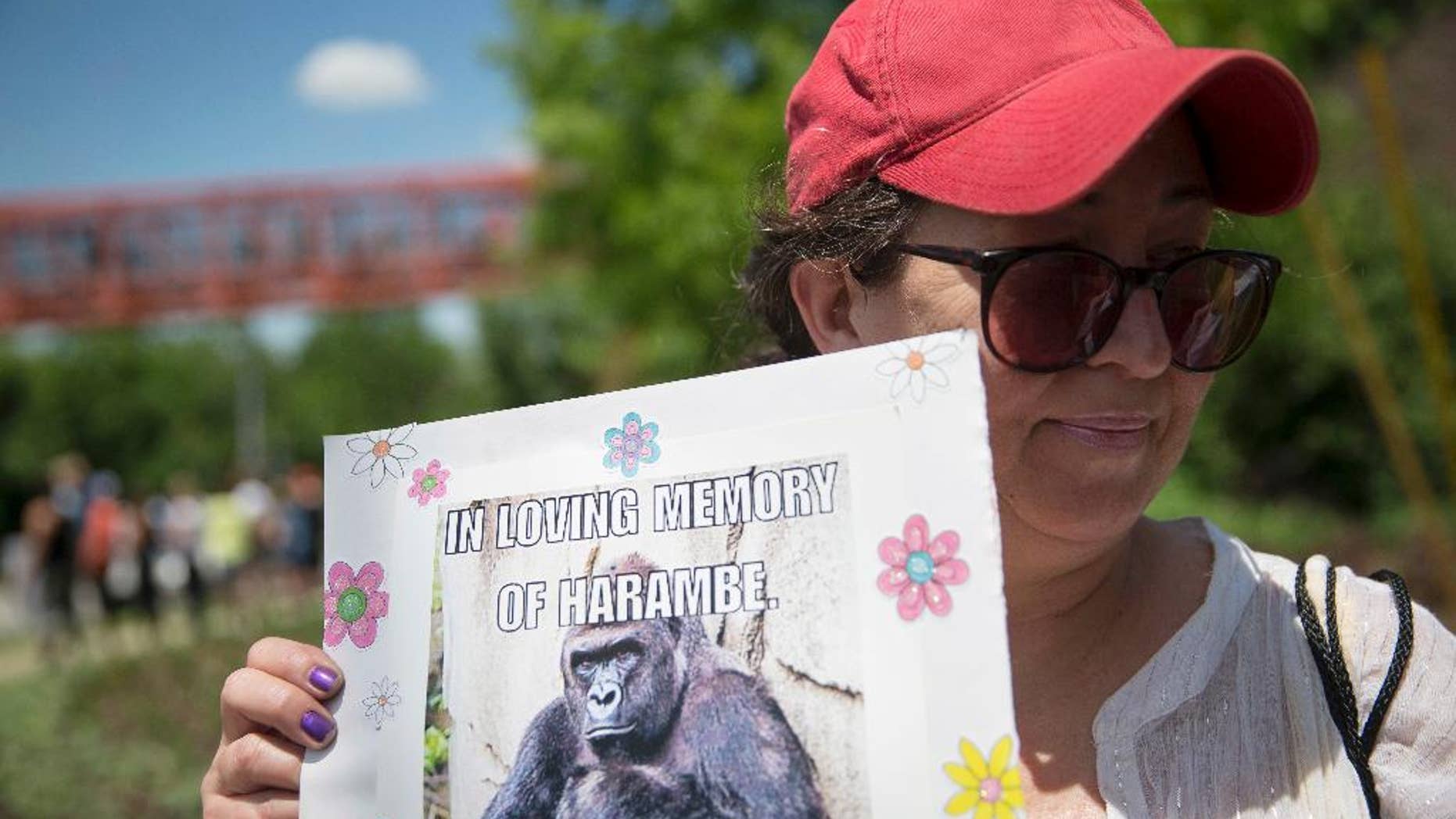 FILE - In this May 30, 2016 file photo, Alesia Buttrey, of Cincinnati, holds a sign with a picture of the gorilla Harambe during a vigil in his honor outside the Cincinnati Zoo & Botanical Garden, in Cincinnati. Harambe, the Ohio zoo gorilla shot and killed after a 3-year-old boy got into his enclosure, has taken on life after death. The late 17-year-old great ape has shown up in tongue-in-cheek petitions to rename the hometown Cincinnati Bengals, to add his face to Mount Rushmore or the Lincoln Memorial, and to put him on the dollar bill. He has grown the angel wings and halo of a deity in social media memorials. (AP Photo/John Minchillo, File)