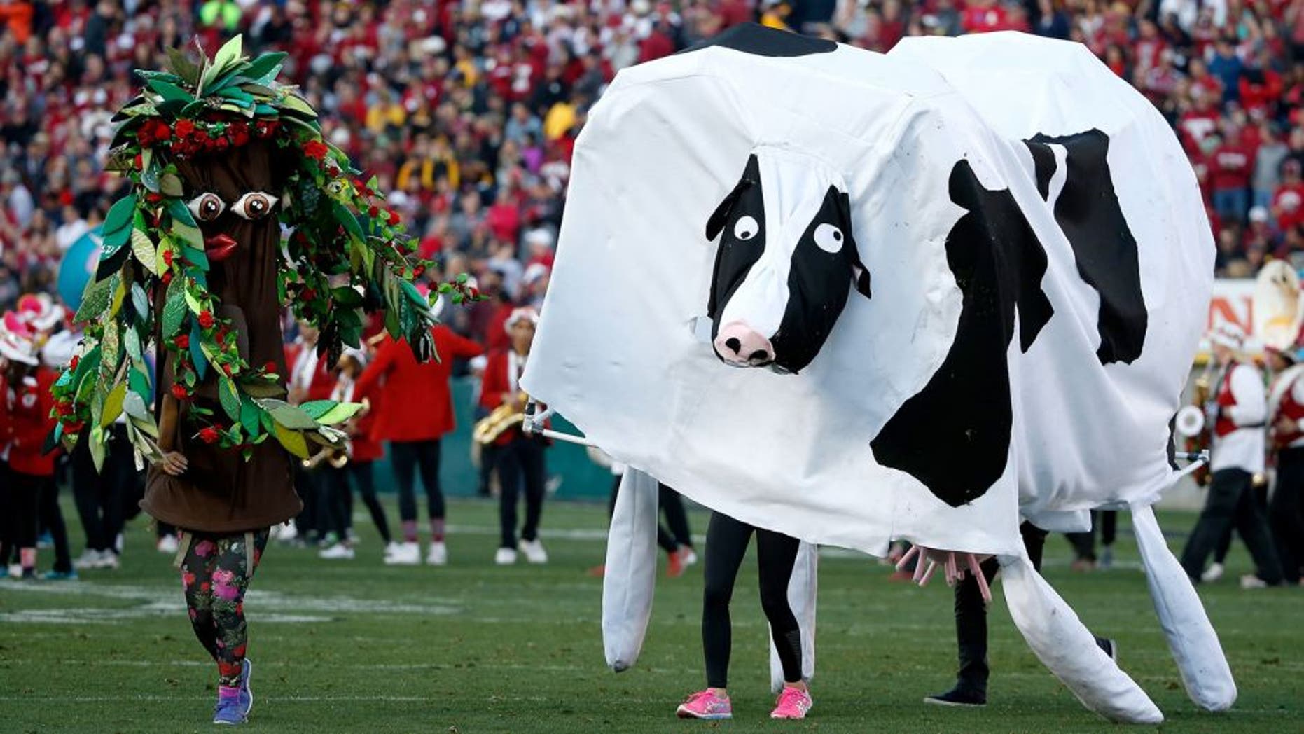 PASADENA, CA - JANUARY 01: The Stanford band performs at halftime of the the 102nd Rose Bowl Game between the Stanford Cardinal and the Iowa Hawkeyes on January 1, 2016 at the Rose Bowl in Pasadena, California. (Photo by Sean M. Haffey/Getty Images)