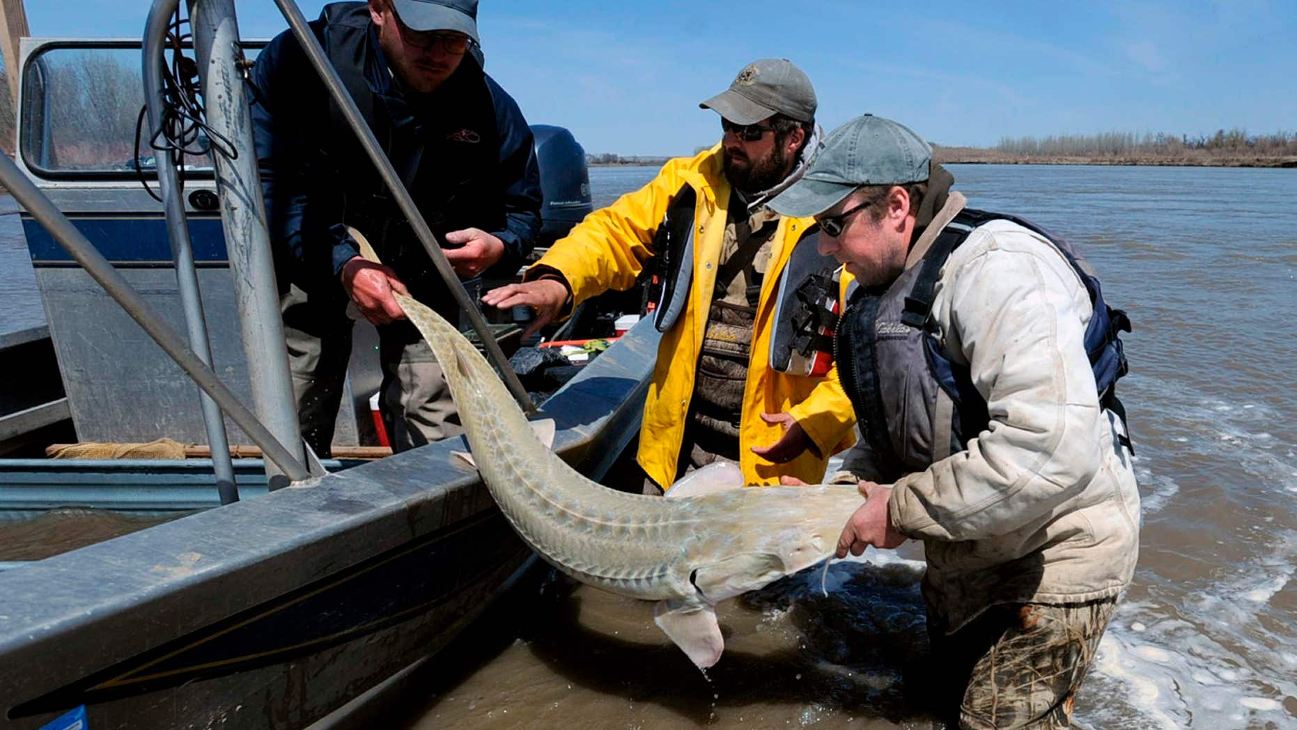 In this 2014 photo, rom left, Montana Fish, Wildlife and Parks employees Dave Fuller, Chris Wesolek, and Matt Rugg release a pallid sturgeon after taking blood samples from the fish.