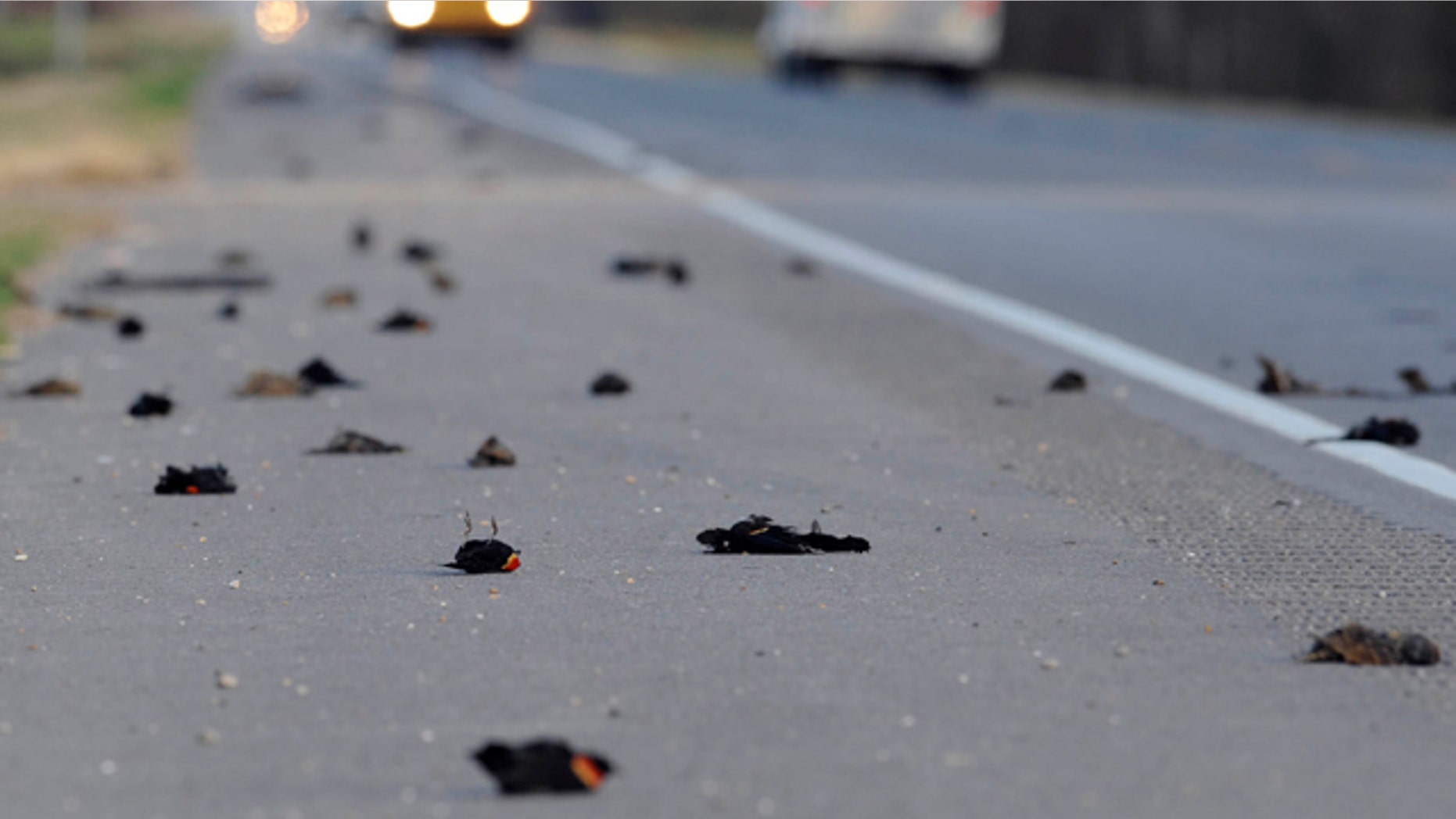 Jan. 3: Hundreds of dead birds lay along the side of the Morganza Hwy. in Pointe Coupee Parish, La., about 300 miles south of Beebe, Ark., where more than 3,000 blackbirds fell from the sky three days earlier.
