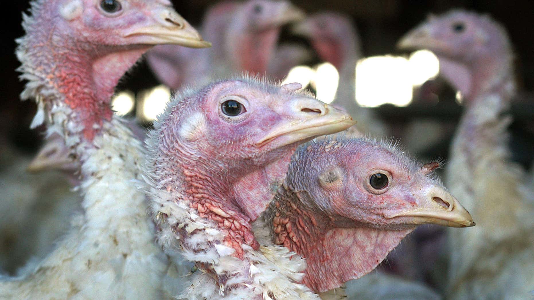 In this Nov. 2, 2005, file photo, turkeys are seen at a turkey farm near Sauk Centre, Minn.