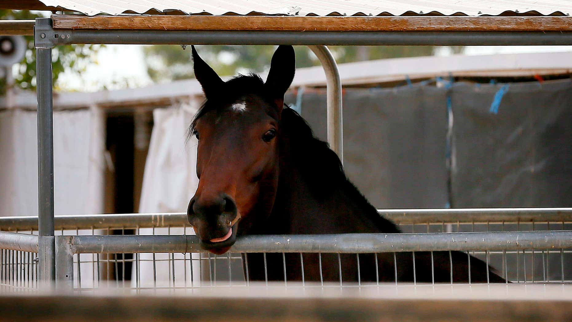 Jan. 29, 2016: A horse is quarantined at Turf Paradise horse track in Phoenix.