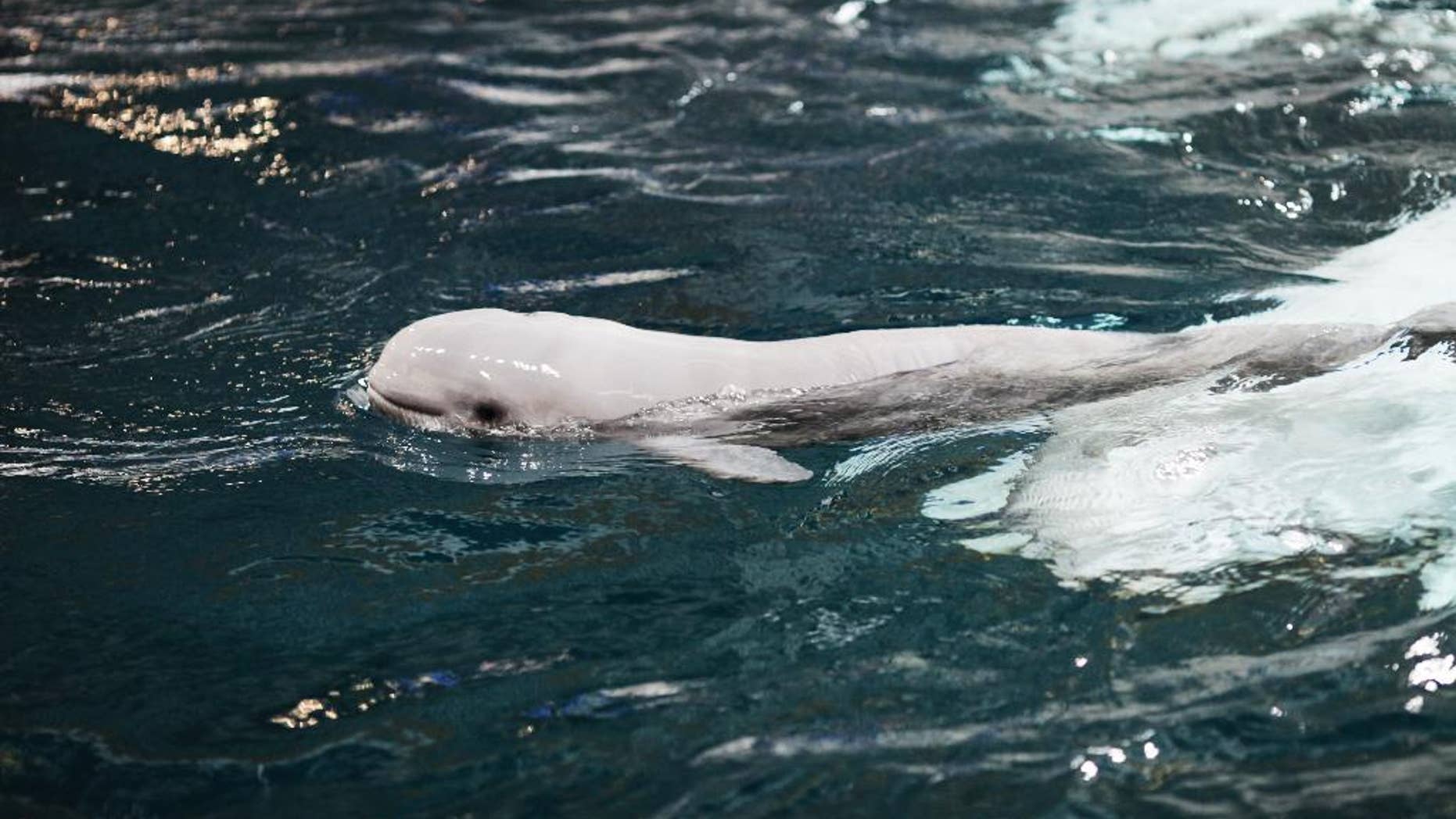 This Sunday May 10, 2015 photo provided by Georgia Aquarium, shows a beluga whale calf swimming close to her 20-year-old mother, Maris, in the first few hours after birth at Georgia Aquarium in Atlanta. The young beluga calf, heralded as a milestone for whales born in captivity, has died. The Georgia Aquarium says the female calf, not yet a month old, died Friday, June 5, 2015, next to her mother. When the whale was born May 10, aquarium officials called it the first "viable calf" to be delivered from parents who were born in captivity. Aquarium spokeswoman Jessica Fontana says preliminary tests show that the calf may have had gastrointestinal problems and difficulty digesting nutrients. Officials say a necropsy will be conducted, but the calf's exact cause of death may never be clear. (Georgia Aquarium via AP)