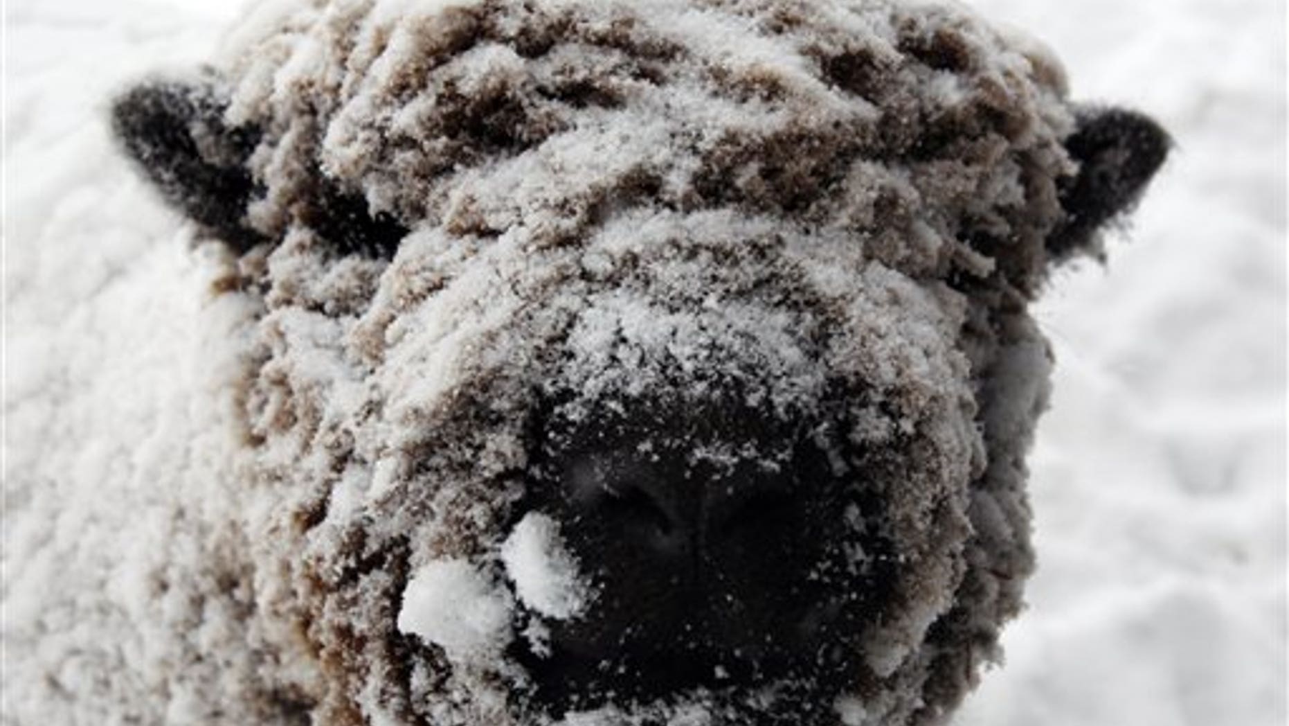 Sarah, a miniature southdown sheep, is covered in snow during a snowstorm near Richmond, Va., Saturday, Jan. 30, 2010. Sarah lives east of the city in the Varina district of Henrico County, Va. (AP Photo/Richmond Times-Dispatch, Bob Brown) ** MANDATORY CREDIT **