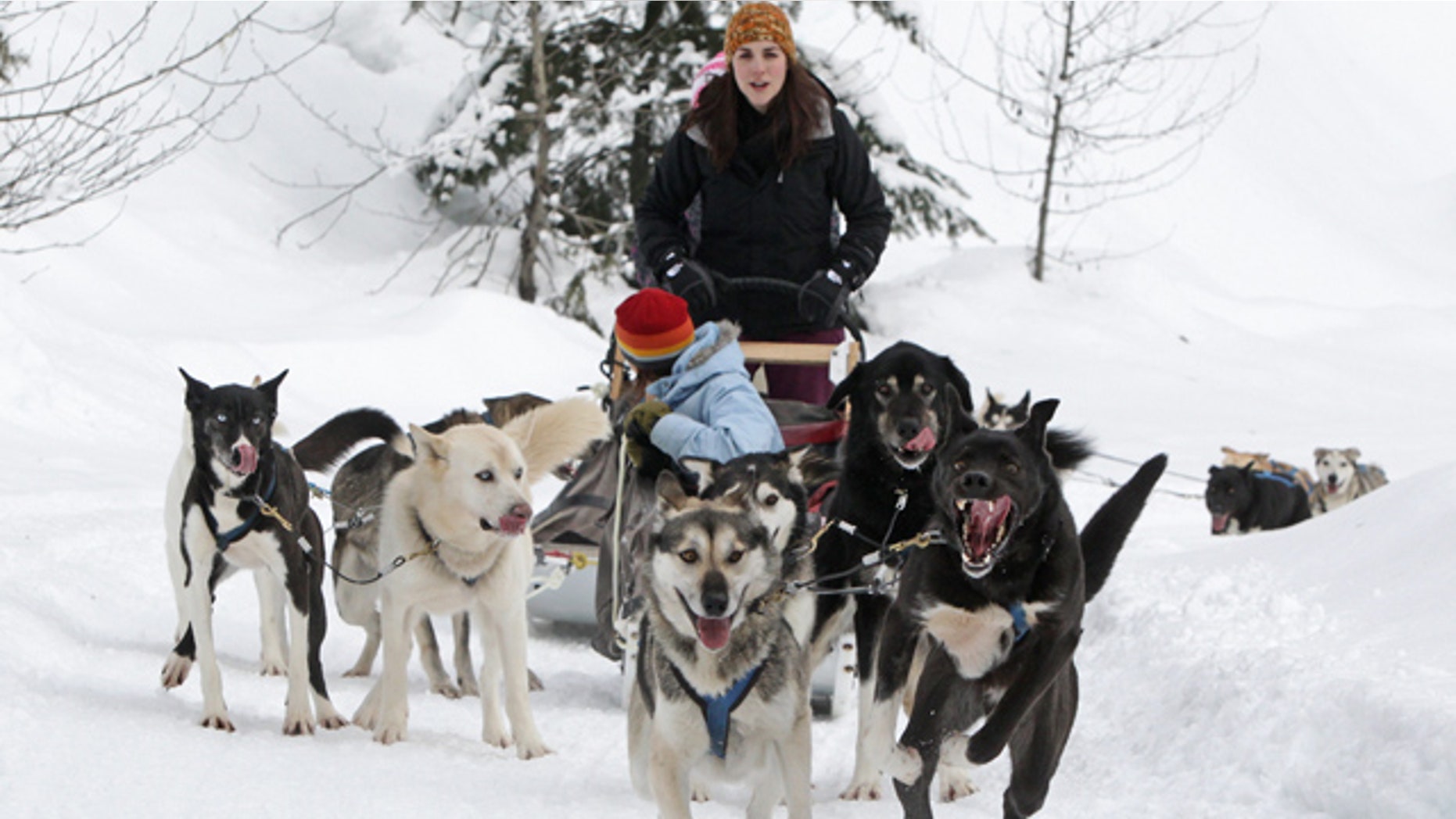 Jan. 31: Sled dogs pull tourists during a tour run by Outdoor Adventures in the Soo Valley north of Whistler, British Columbia, Canada.