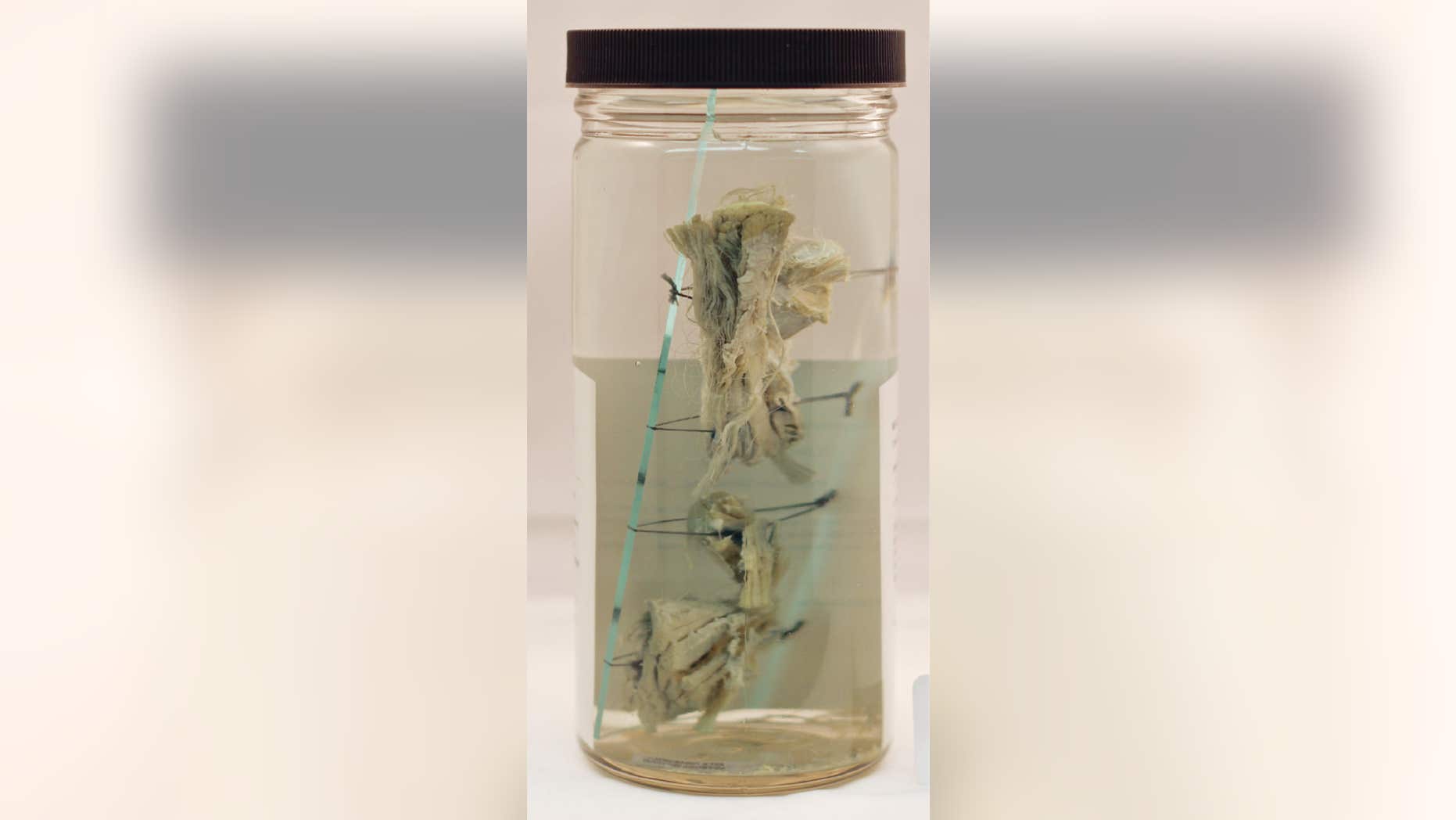 Feb. 3, 2016: A piece of turtle meat is preserved in a glass jar in this photo provided by the Yale Peabody Museum of Natural History in New Haven, Conn.