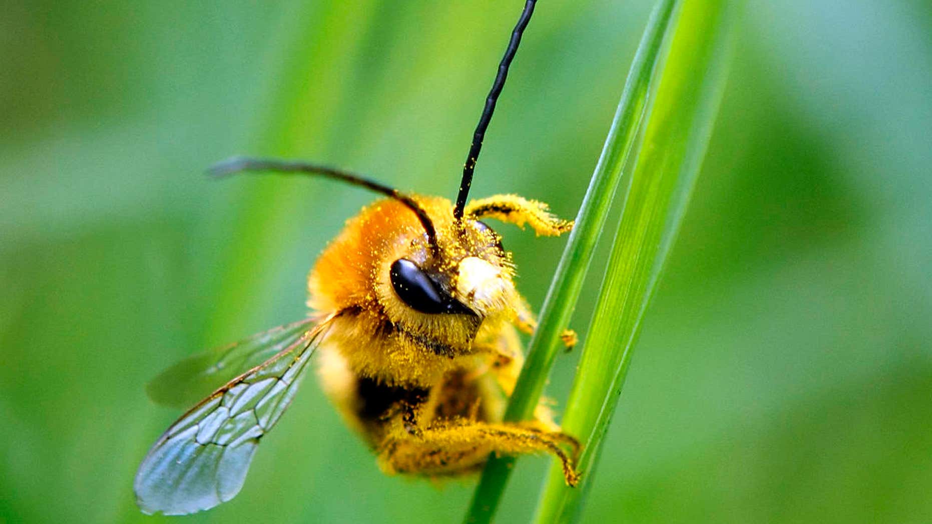 A bee is covered with pollen as it sits on a blade of grass at a lawn in Klosterneubur.