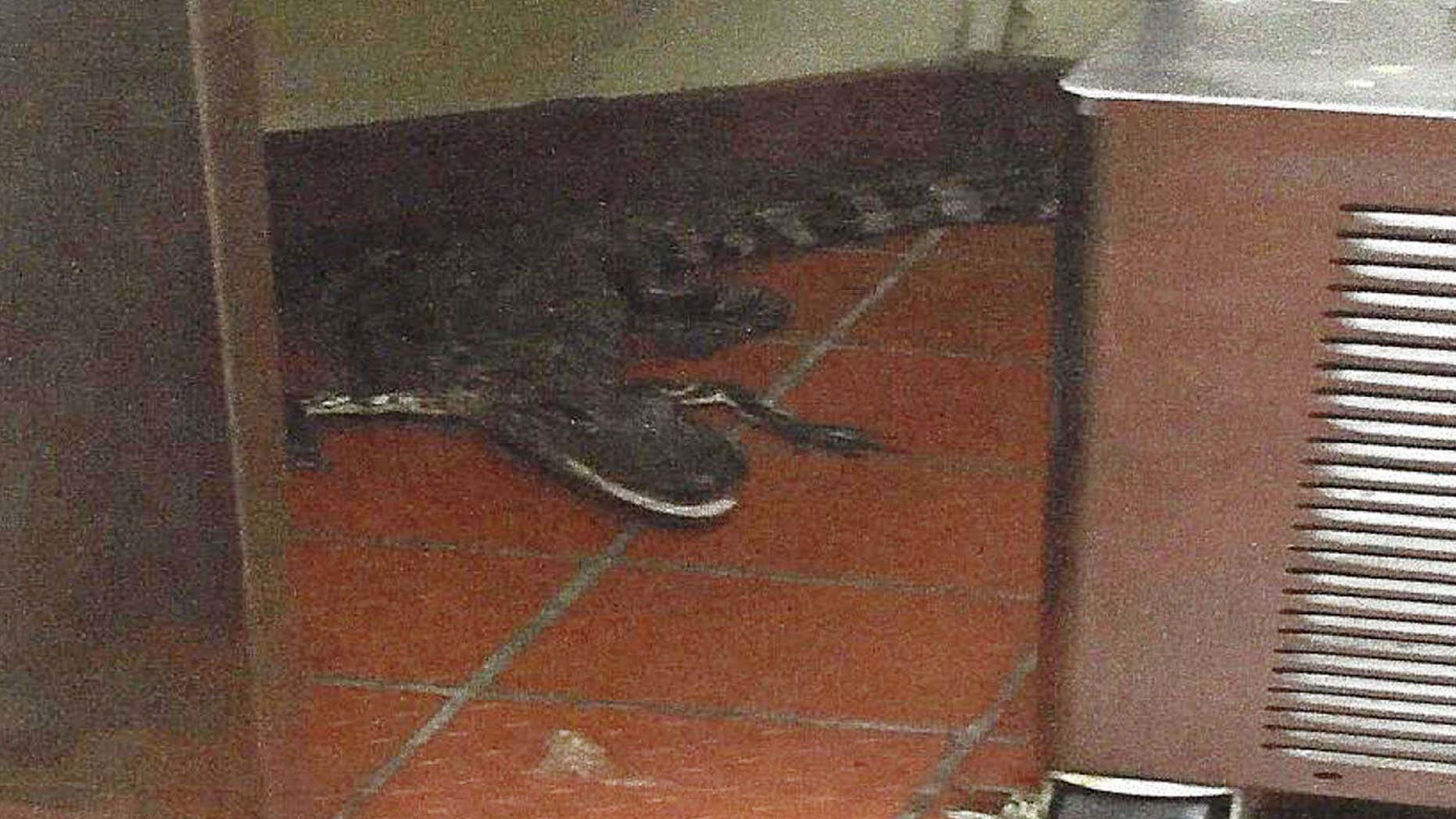 This Oct. 12, 2015 photo provided by the Florida Fish and Wildlife Conservation Commission shows an alligator in the kitchen of a Wendy's Restaurant in Loxahatchee, Fla.
