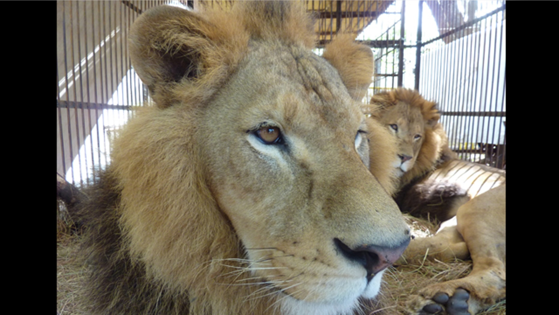 Facing Freedom: Two of the male lions rescued by Animal Defenders International, now safe at the holding compound, are awaiting a wonderful new start in Colorado.
