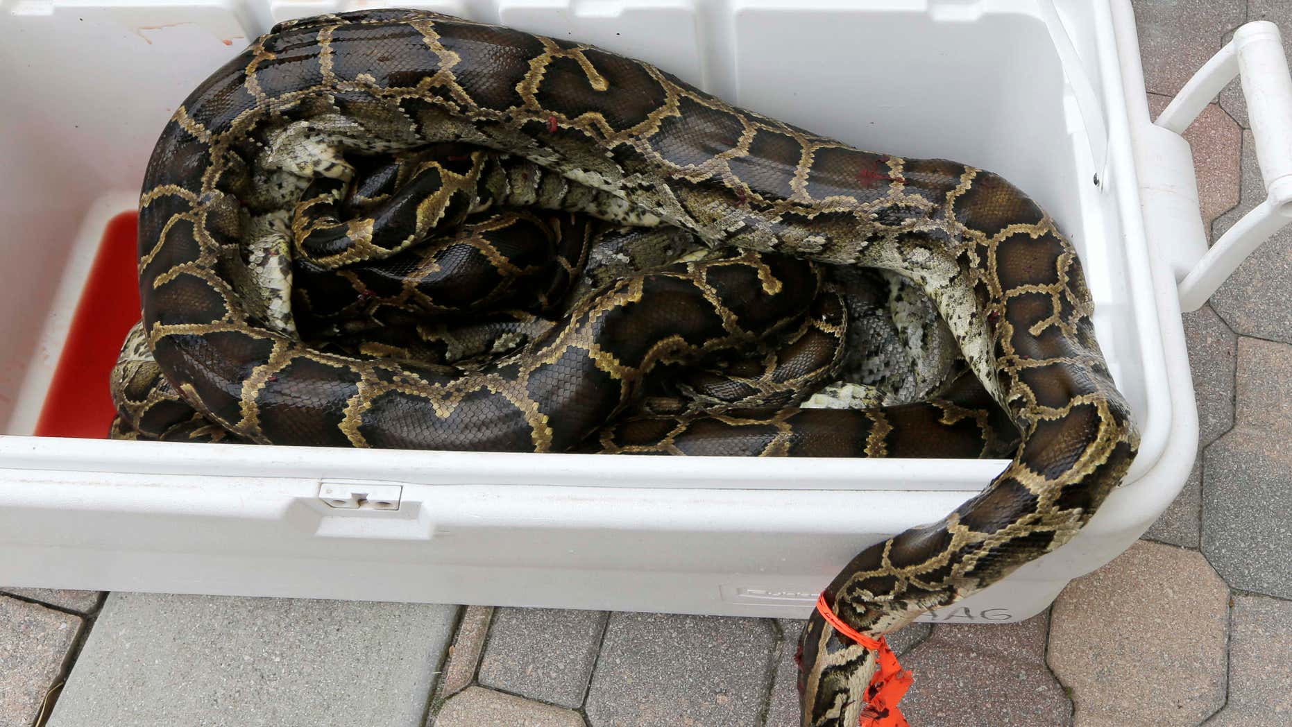 In this photo taken Tuesday, Feb. 23, 2016, a cooler with purchased pythons arrive at All American Gator Products in Hollywood, Fla..