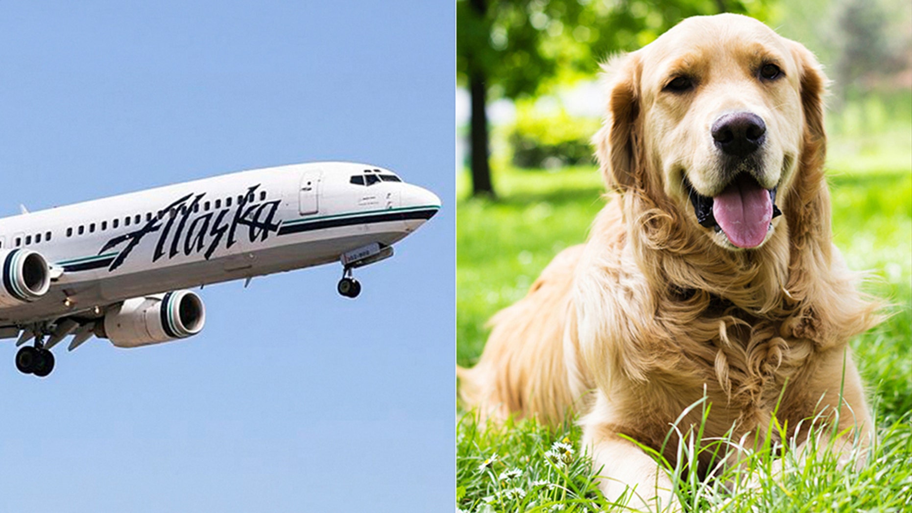 alaska airlines emotional support dog