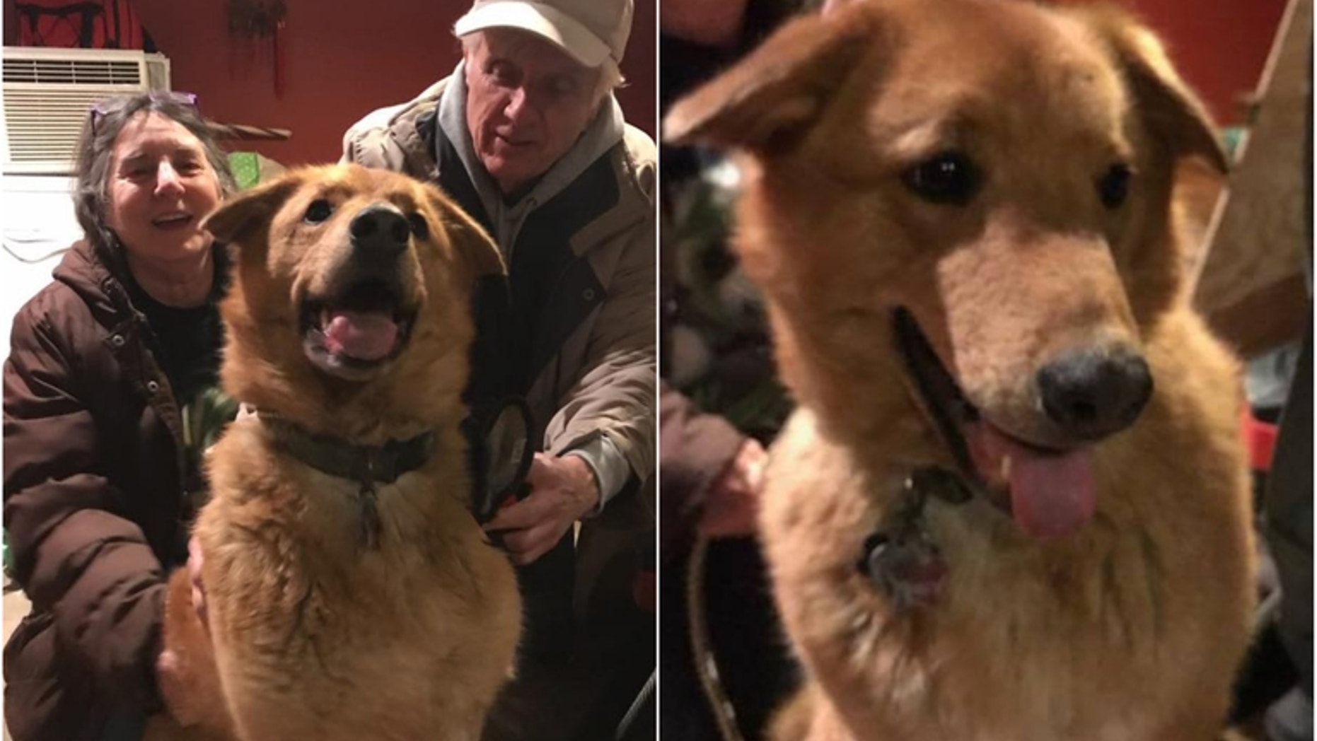 Retriever Beowolf reunites with his owners on April 3, 2018 after disappearing in the wilderness for nearly a year.