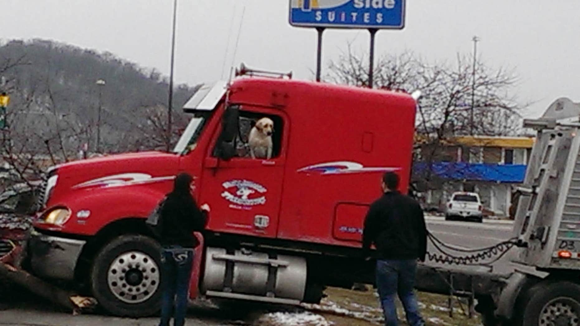 This Friday, March 4, 2016 photo provided by David Stegora shows a semi-truck with a dog in the driver's seat that crashed at a convenience store in Mankato, Minn.