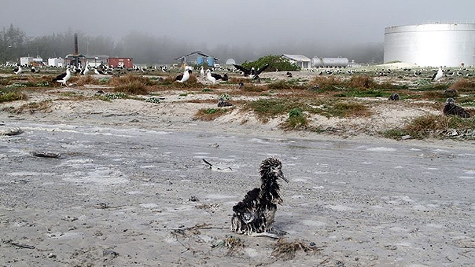 March 12: In this photo provided by the U.S. Fish and Wildlife Service, a Laysan albatross chick that washed a shore is seen at the Midway Atoll National Wildlife Refuge near the Hawaiian Islands.