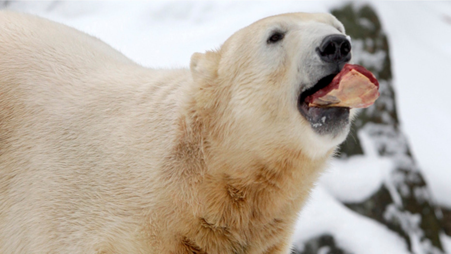 In this Dec. 5, 2010, file photo, polar bear Knut stands behind his "birthday cake" to celebrate his 4th birthday in the Zoo of Berlin, Germany.