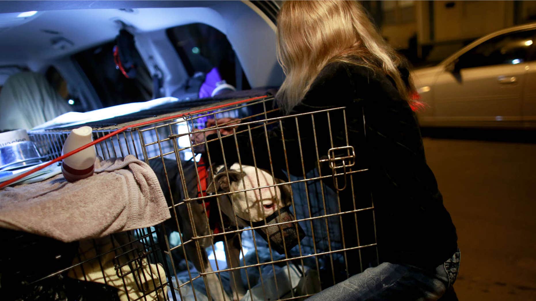 In this Thursday, March 24, 2016 photo, Wendy Perry, with For The Love of Paws R.I. Rescue and Transport, delivers an American pit bull terrior, Gucci, to the Kelly family in Norfolk, Va.