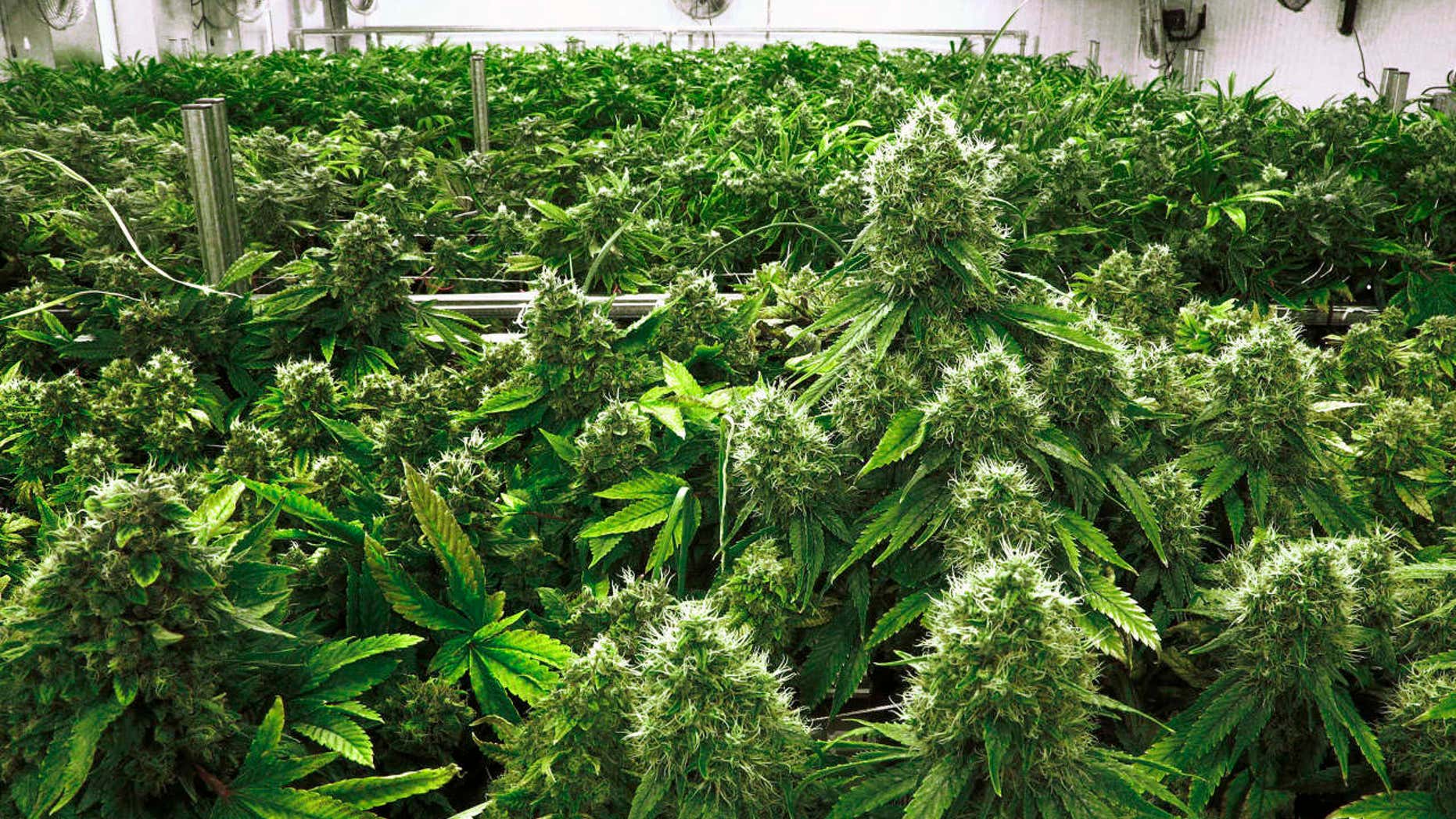 ILE - In this Sept. 15, 2015 file photo, marijuana plants are a few weeks away from harvest in the "Flower Room" at the Ataraxia medical marijuana cultivation center in Albion, Ill.