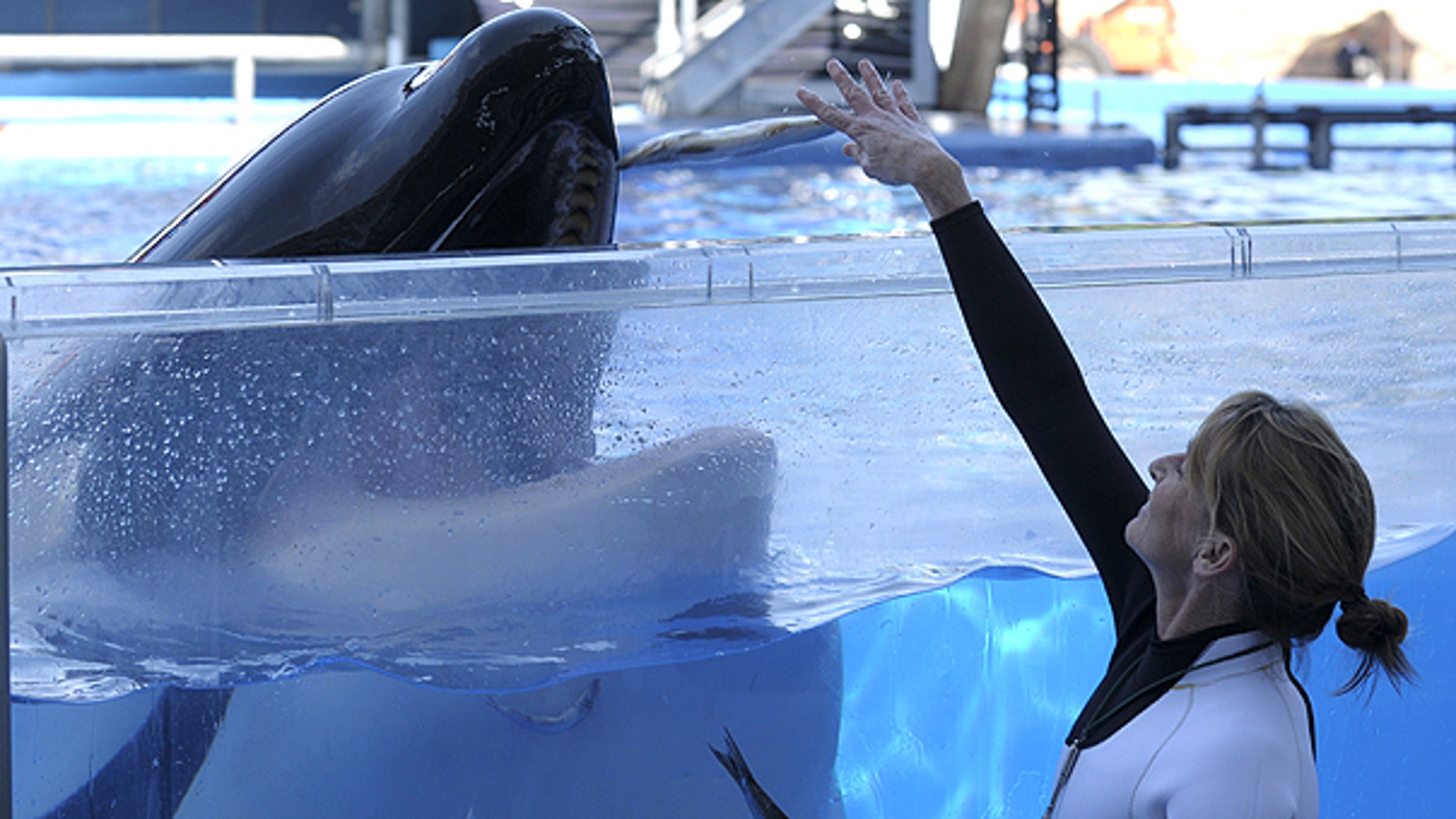 March 7: Kelly Flaherty Clark, right, director of animal training at SeaWorld Orlando, works with killer whale Tilikum during a training session at the theme park's Shamu Stadium in Orlando, Fla.