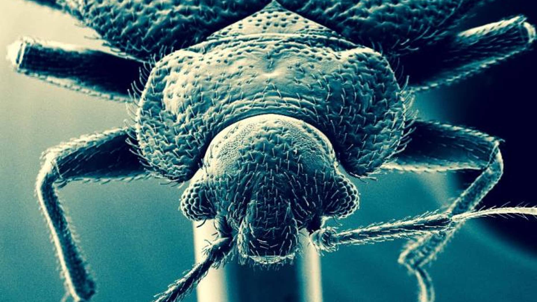 The common bed bug. (David Lilly)