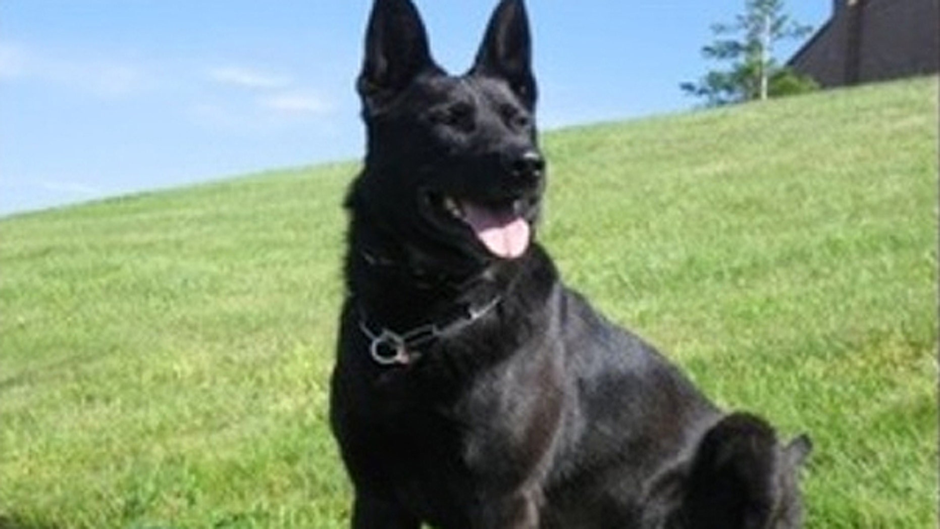 Clark County Sheriff dog Kane