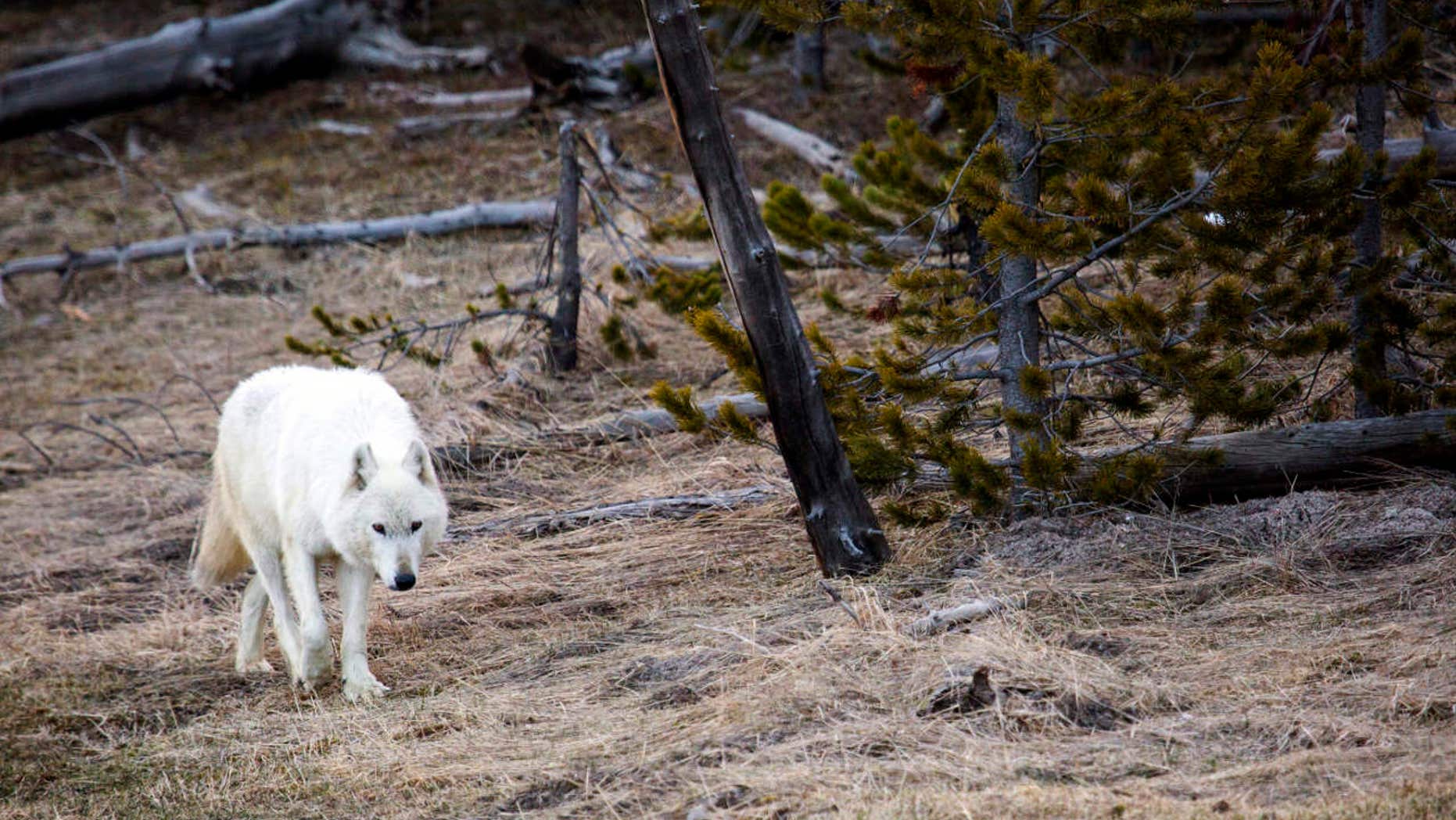 In this April 6, 2016 photo provided by the Yellowstone National Park Service a white wolf walks in Yellowstone National Park, in Wyo.