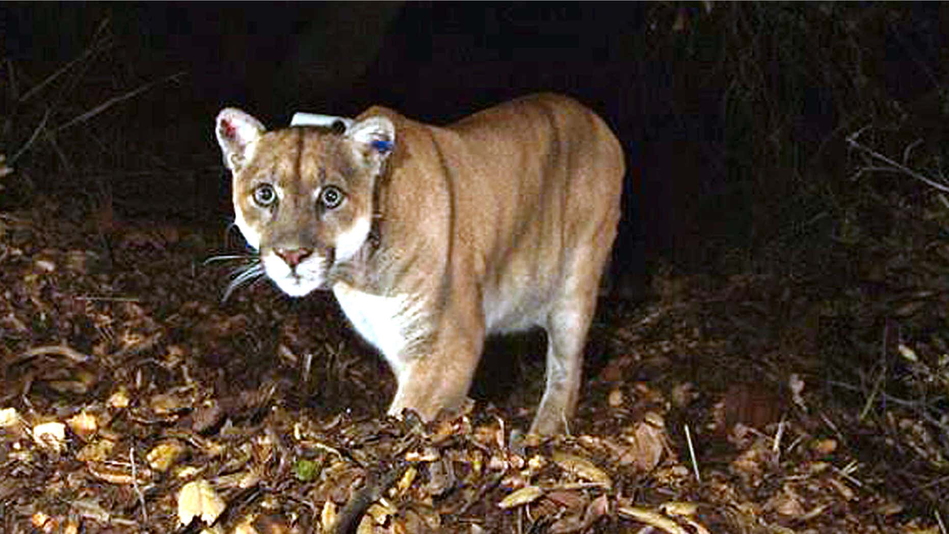 Nov. 2014: This file photo provided by the National Park Service shows the Griffith Park mountain lion known as P-22.