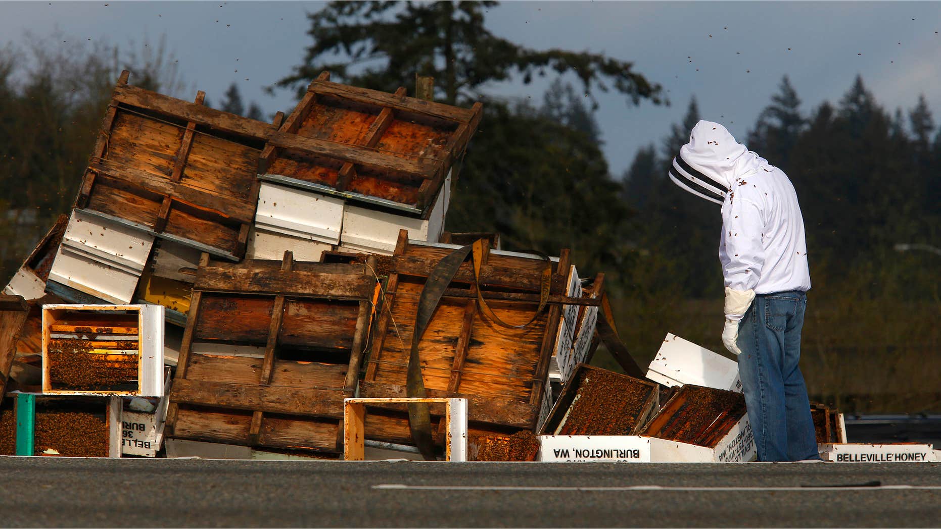 April 17, 2015: A beekeeper inspects the spilled remains of beehives that spilled off of a semitruck along northbound Interstate 5.