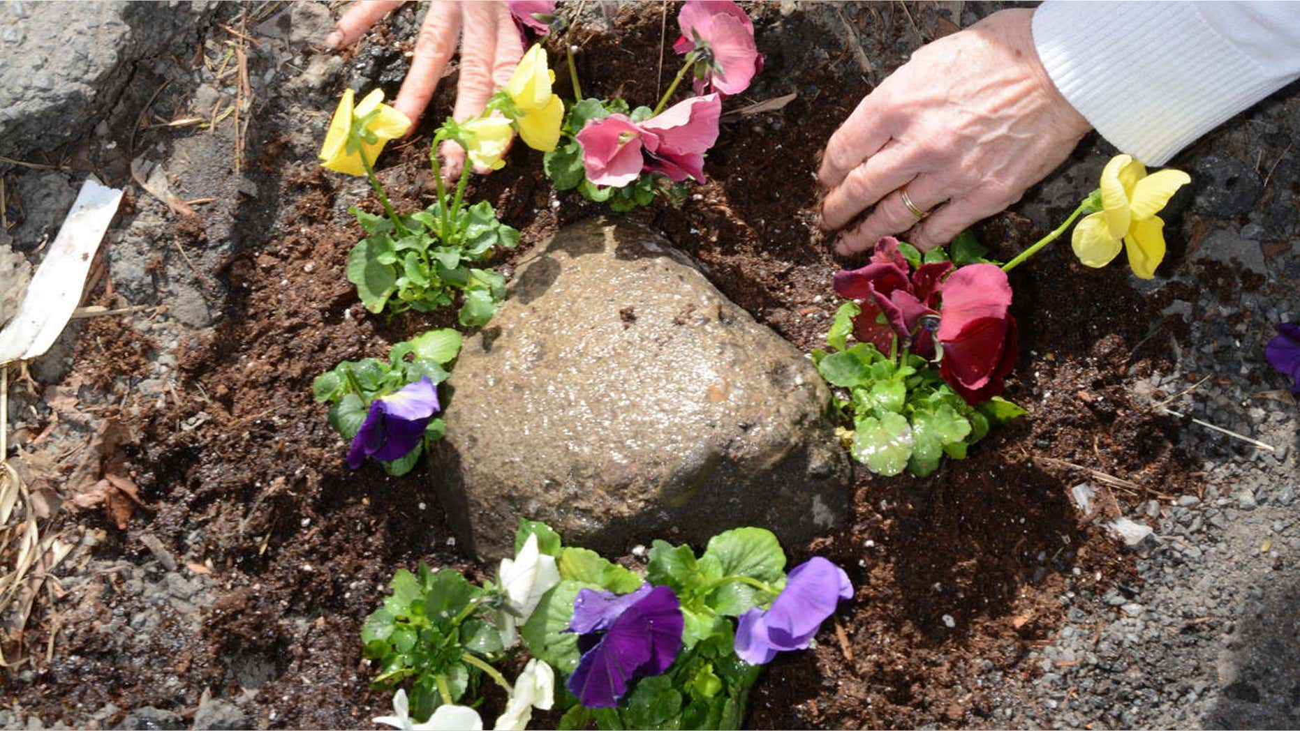 April 13, 2015: Elaine Santore fills a pothole in the middle of North Center St. with pansies in Schenectady, N.Y