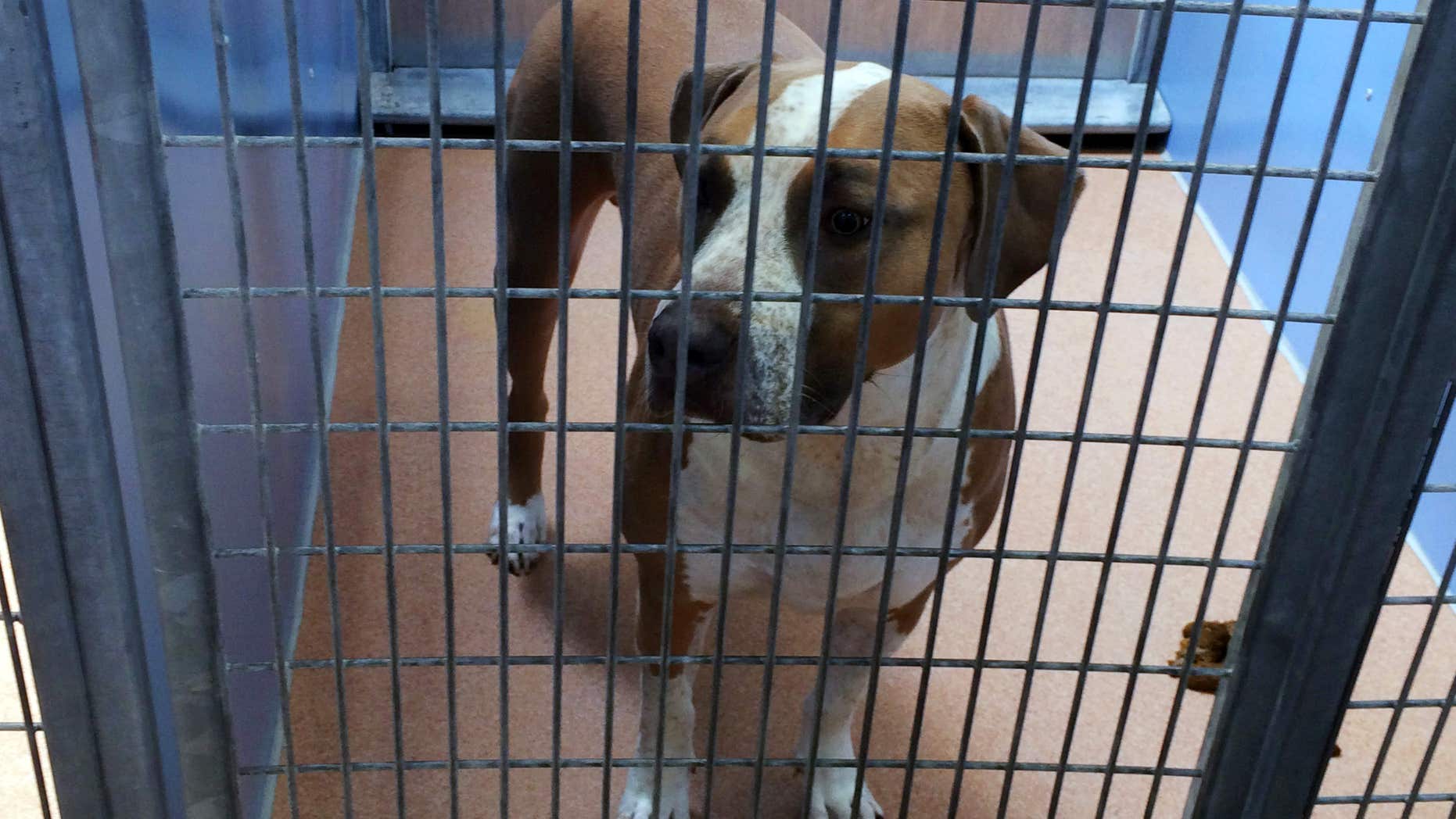 April 22, 2016: This photo provided by the San Diego County Department of Animal Services shows a male American Staffordshire terrier-mix named Polo, in their custody after it mauled to death a 3-day-old boy, police said .