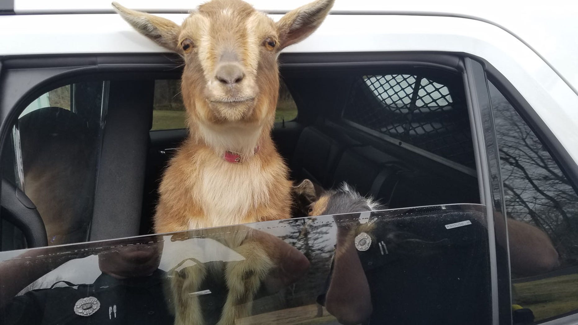 Sgt. Daniel Fitzpatrick of the Belfast Police Department in Belfast, Maine drives around with two lost goats in his police car on Sunday, April 23, 2017, looking for their owner.