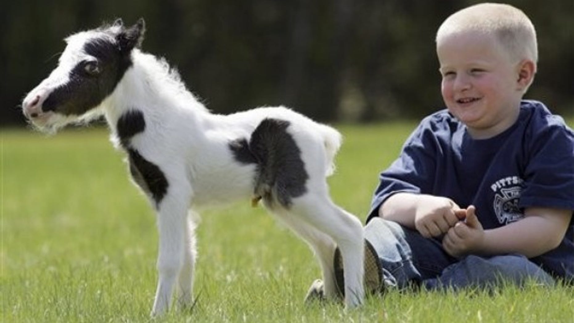 April 25: Four-year-old Garrett Mullen watches three-day-old pinto stallion named Einstein in Barnstead, N.H. (AP).