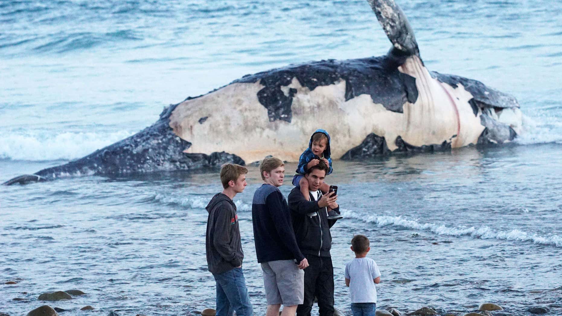 In this photo taken, Sunday, April 24, 2016, Kirk Lindahl, of San Clemente, snaps a selfie with a dead whale that washed up along the shore at Lower Trestles, a popular surf spot, a mile south of San Clemente, Calif.