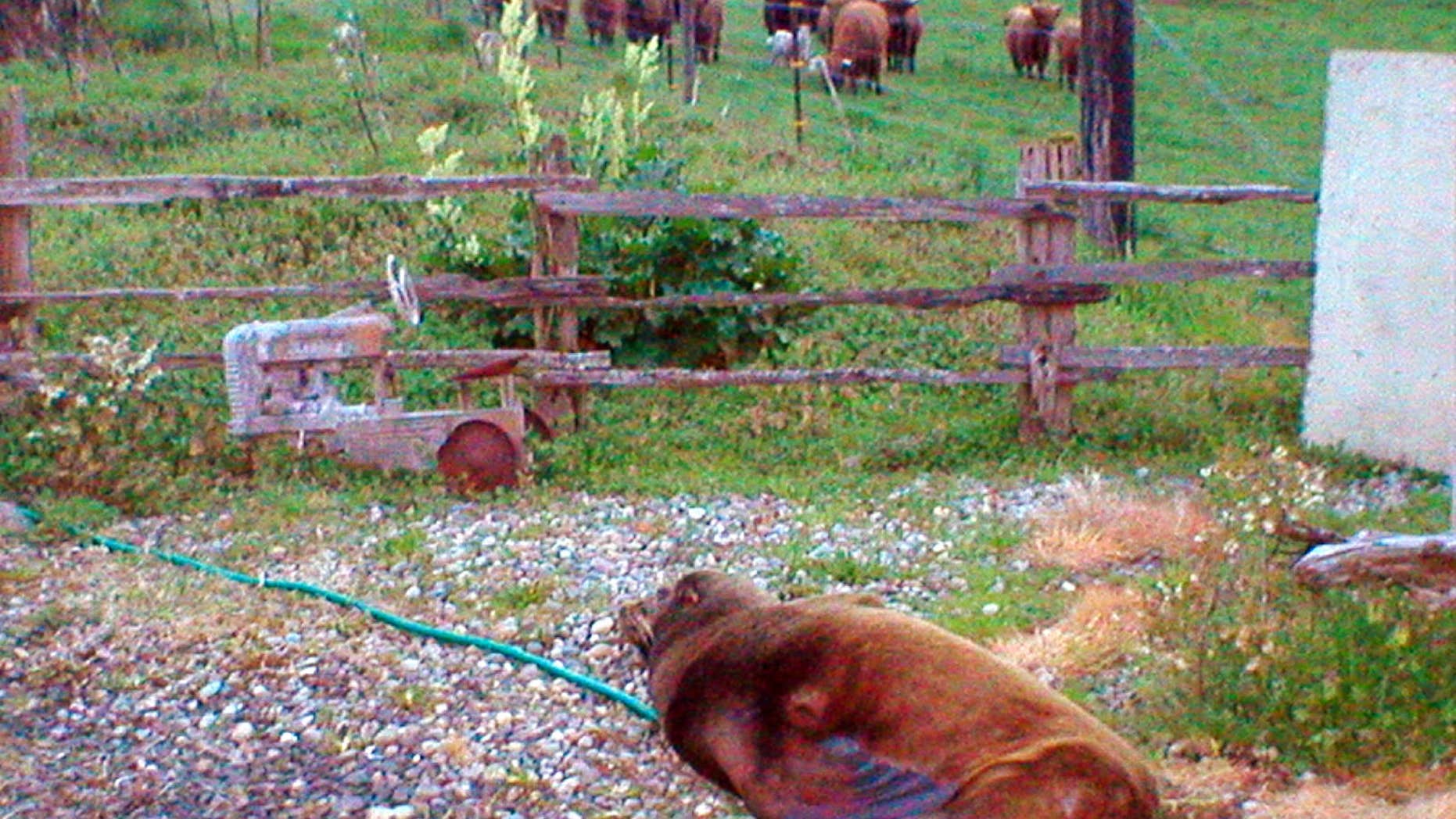 In this April 15, 2016, photo provided by the Washington Department of Fish and Wildlife, a wayward California sea lion sits in the driveway of the Soggy Bottom Farm near Oakville, Wash., about 50 miles from the ocean.