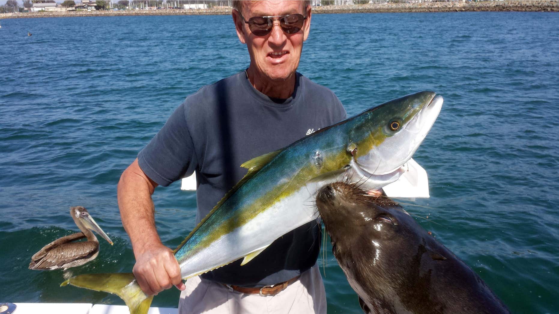 April 5, 2015: Photo by Trish Carlin shows Dan Carlin holding a recently-caught yellowtail at the moment a sea lion leaped up to grab the fish - and him - at Mission Bay in San Diego.