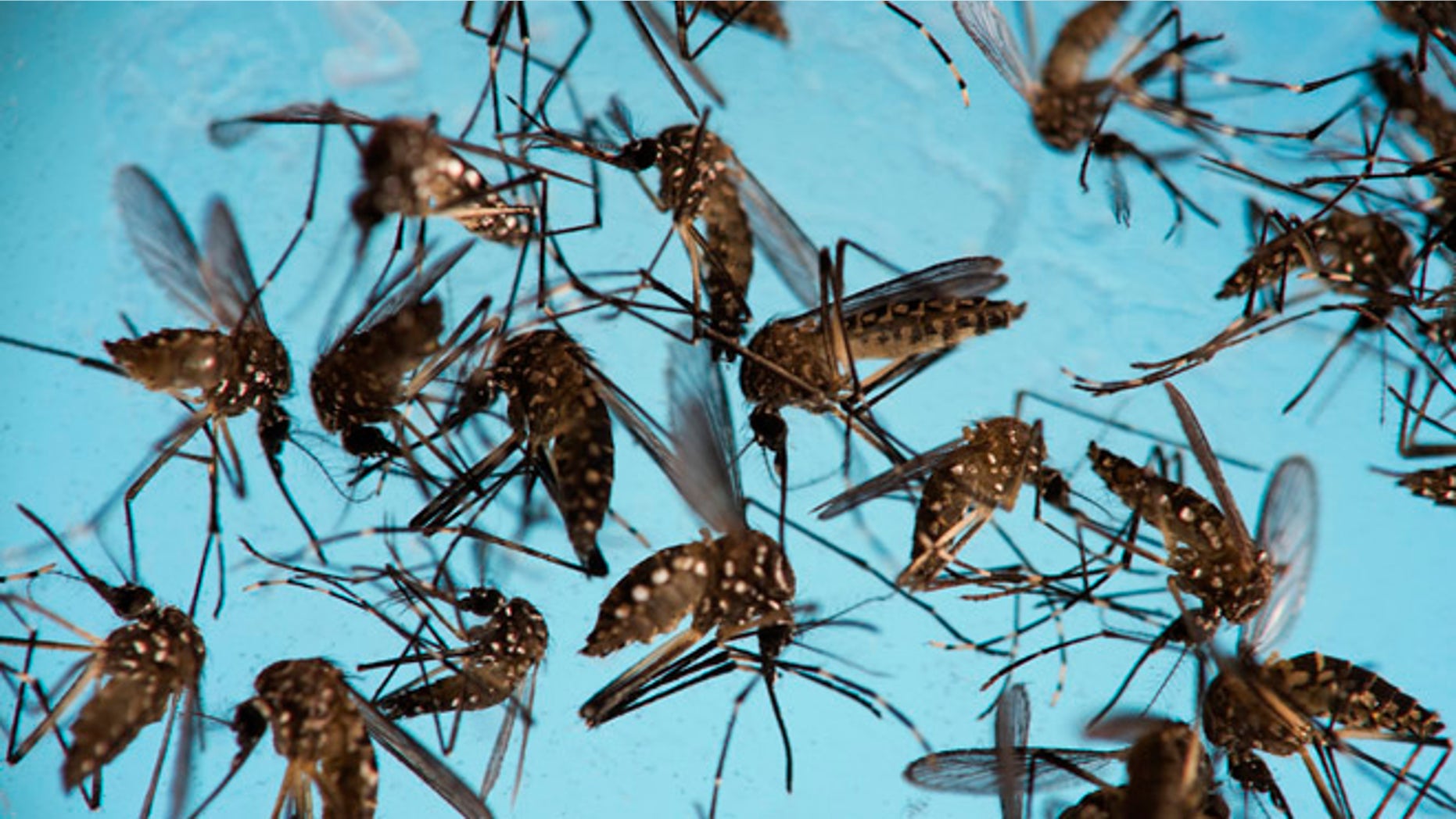Aedes aegypti mosquitoes, responsible for transmitting Zika, in a petri dish at the Fiocruz Institute in Recife, Brazil.