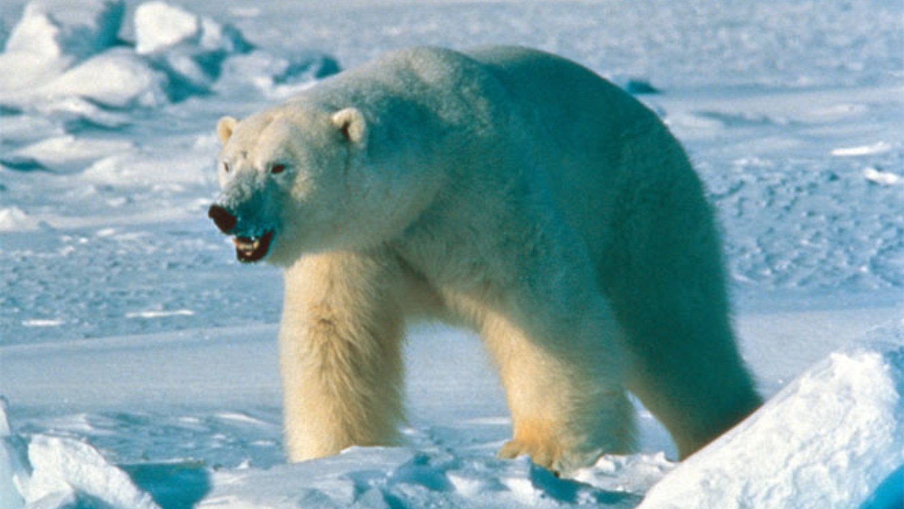 FILEA skull recovered in northern Alaska may belong to a 'king' polar bear.