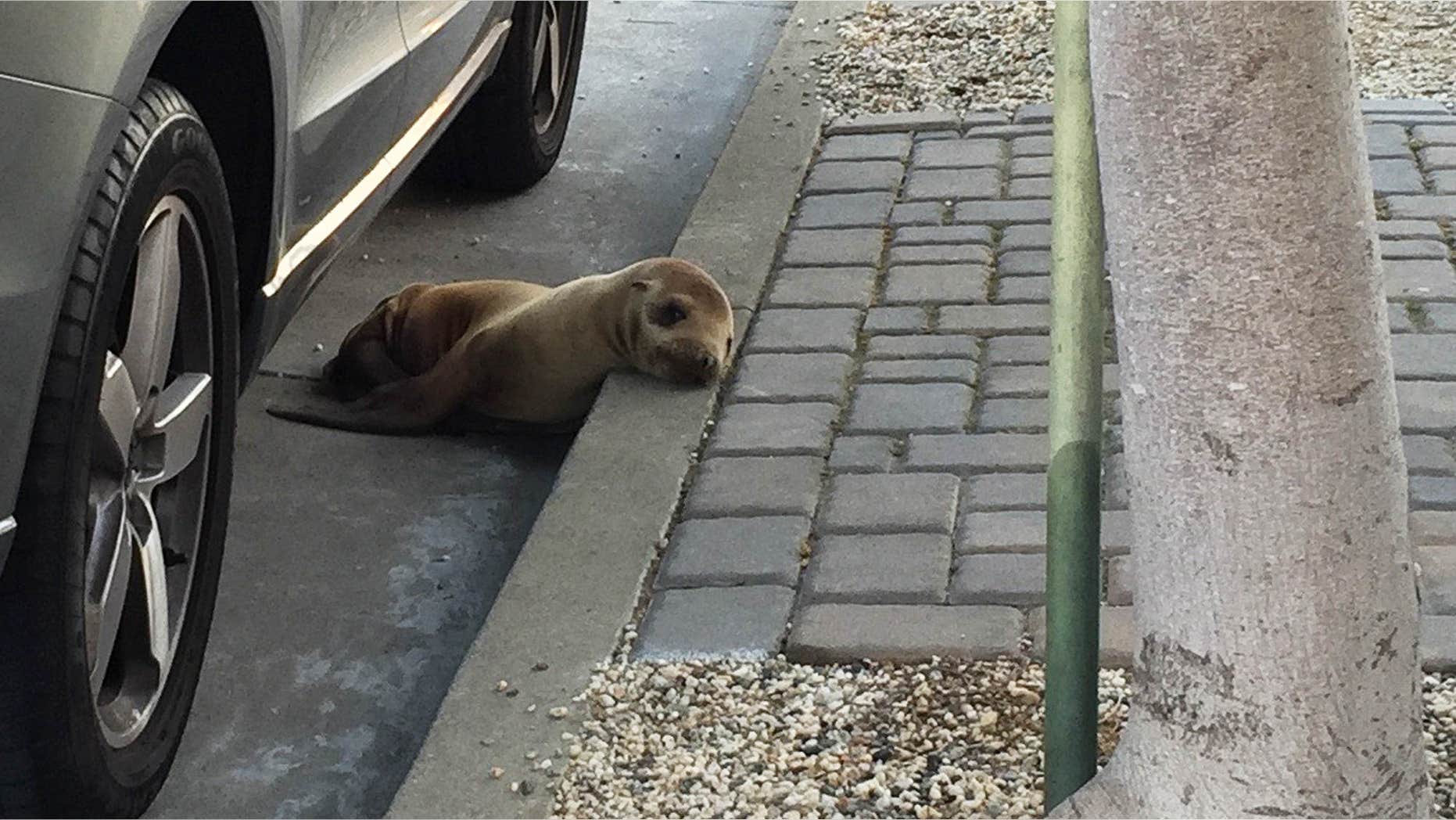 April 30, 2015: This photo provided by The Marine Mammal Center shows a stranded sea lion pup lying next to a car on a San Francisco street.