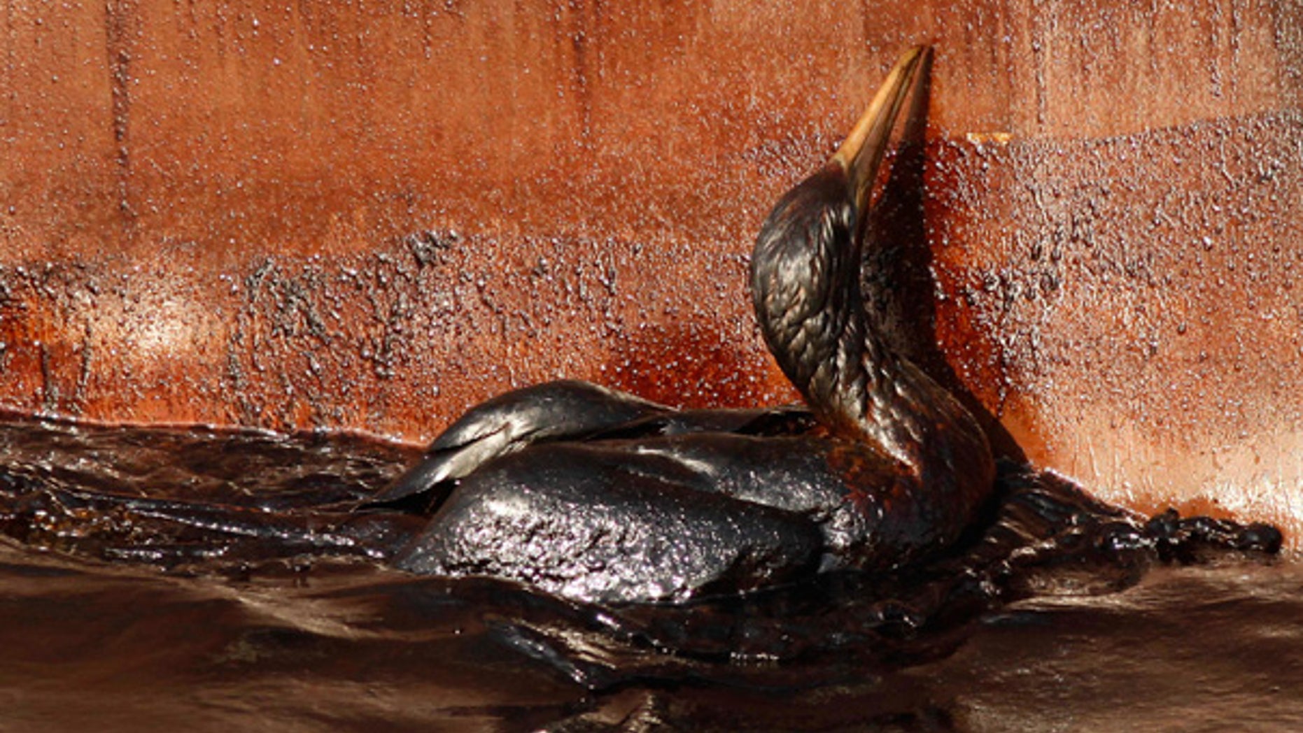 May 9: An oil soaked bird struggles against the side of a supply ship at the site of the Gulf oil spill.