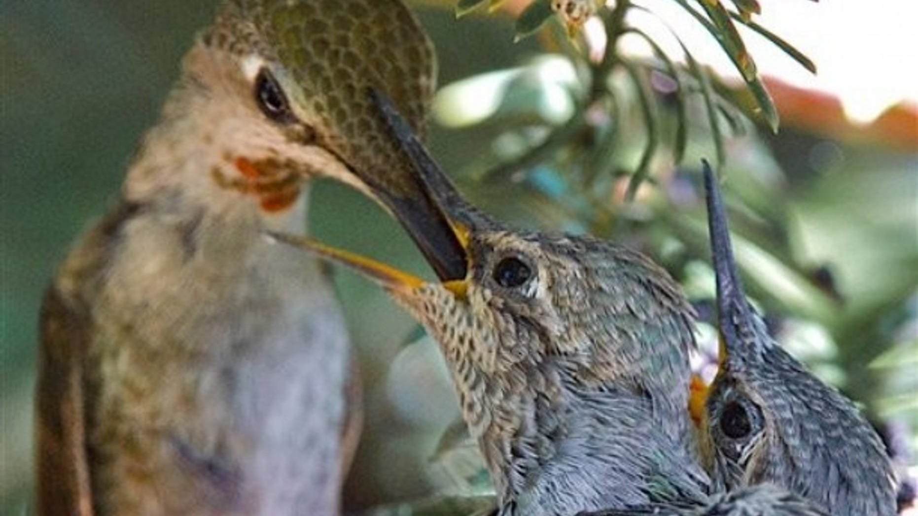 An anna's humming bird feeds her chicks in their nest in Benicia, Calif. (AP).