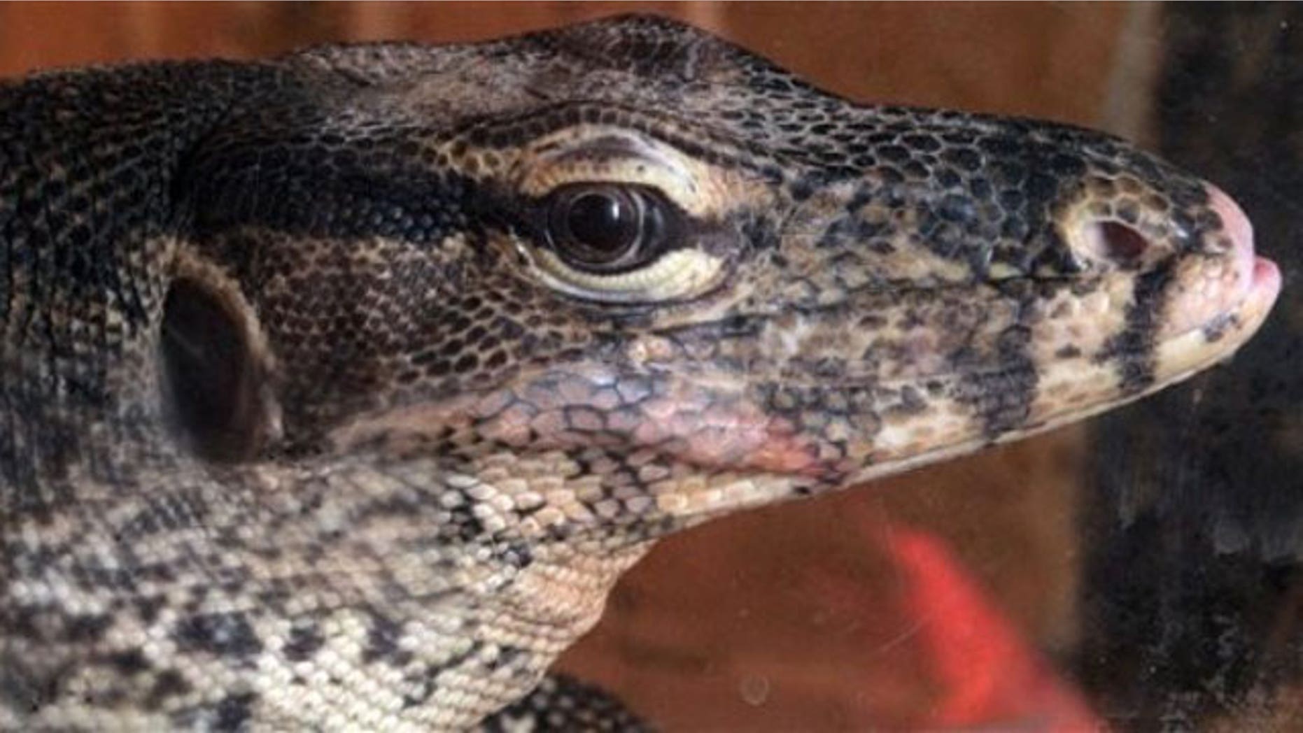 A monitor lizard (Varanus ) is displayed during a live exotic animal exhibition in the Bulgarian capital Sofia, Monday, April 19, 2010 (AP).