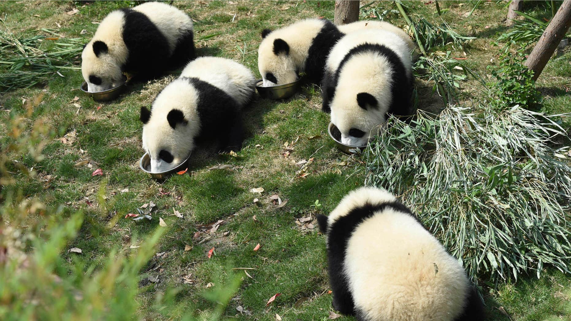May 13, 2015: Five panda cubs eat special milk porridge served in separate bowls during feeding time at the Chengdu Panda Breeding Research Center in Chengdu in southwestern China's Sichuan province