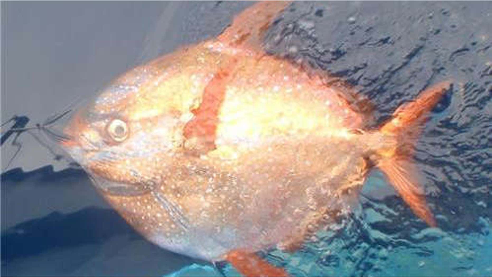 Ophas Fish Researchers discover world's first warm-blooded fish | Fox News