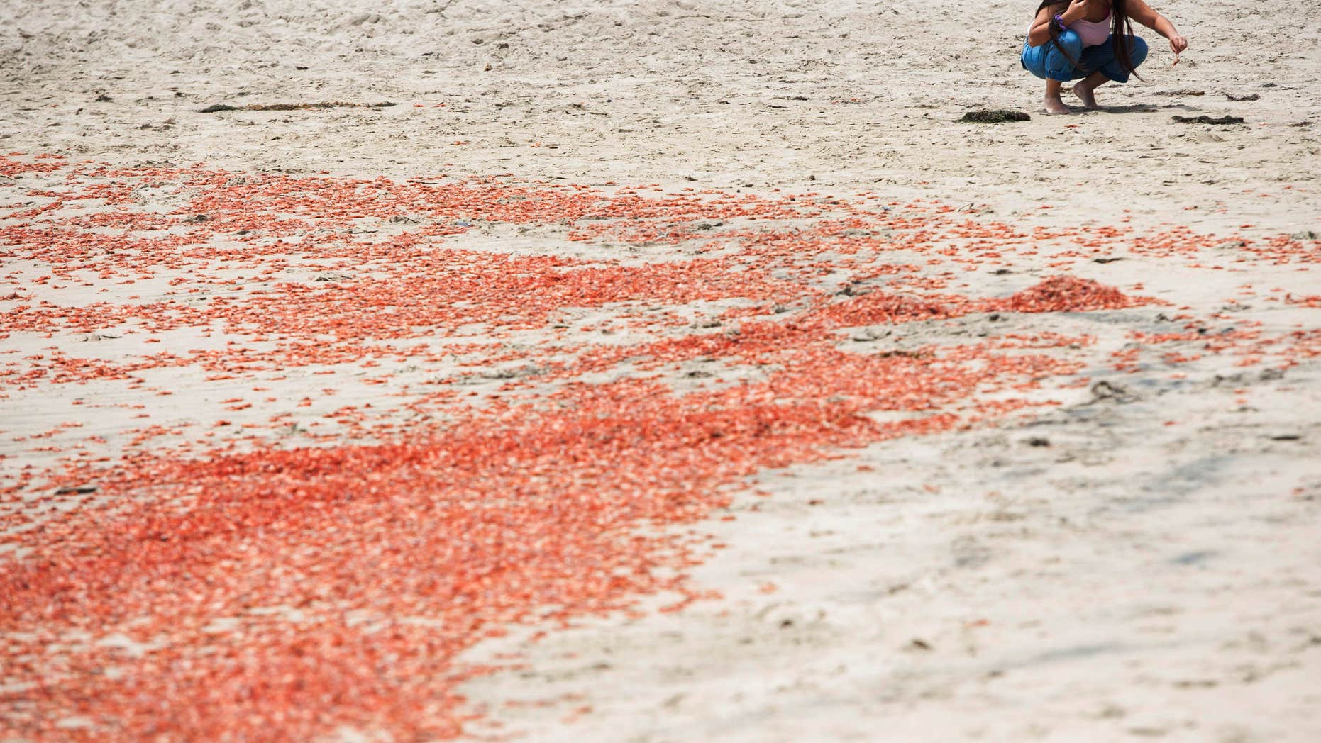 Delila Almaraz, 19, of Covina, picks up a tuna crab while enjoying the beach at Shaw's Cove on Friday, May 13, 2016 in Laguna Beach, Calif.