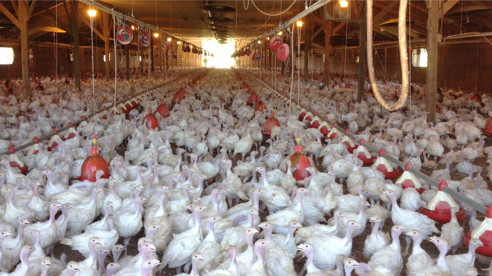 In this photo provided by Bethany Hahn is a flock of turkeys at a Minnesota poultry farm.