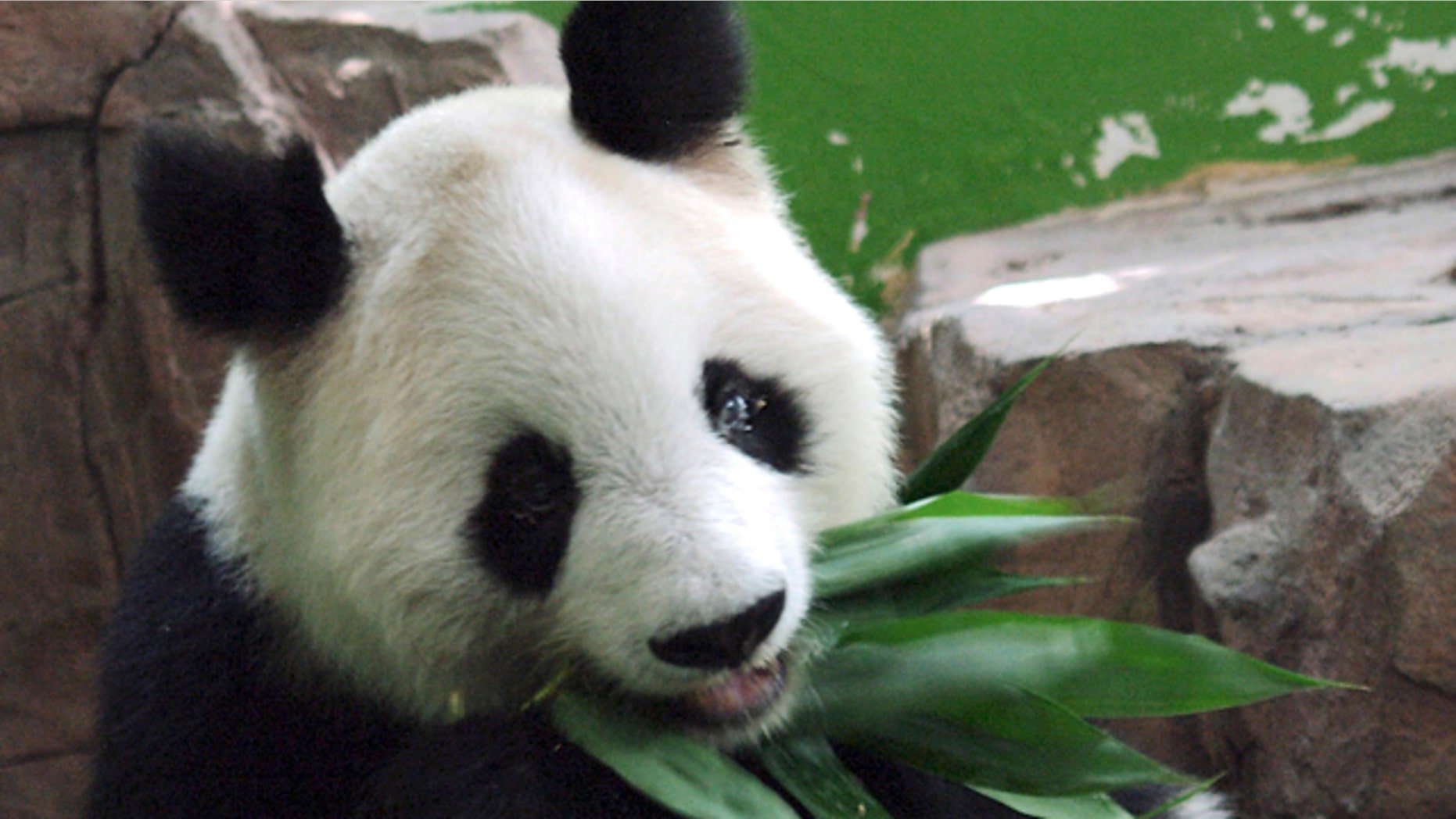In this photo taken Aug. 21, 2009 and made available Tuesday May 17, 2011, Giant panda Ming Ming eats bamboo leaves at the Xiangjiang Safari Park in Panyu in Guangzhou in southern China's Guangdong province.