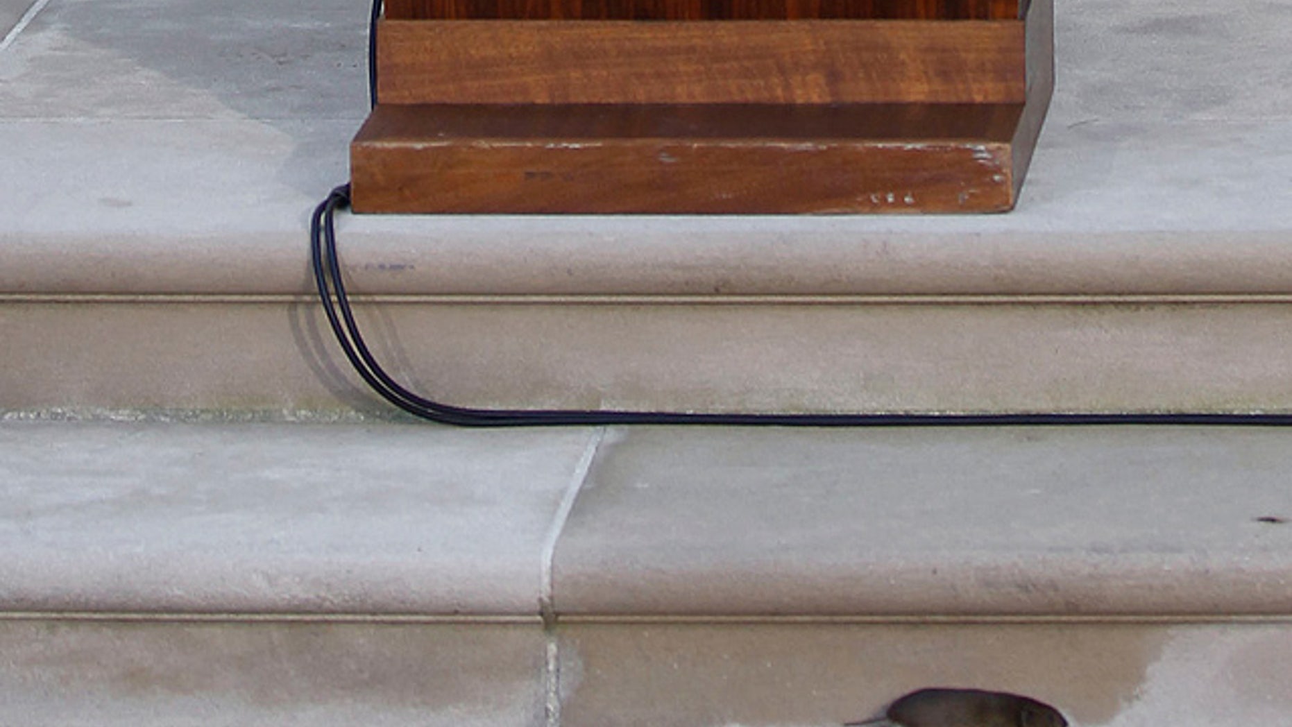 May 20: A vole, a small rodent, runs in front of President Obama as he delivers remarks on financial reform in the Rose Garden of the White House.