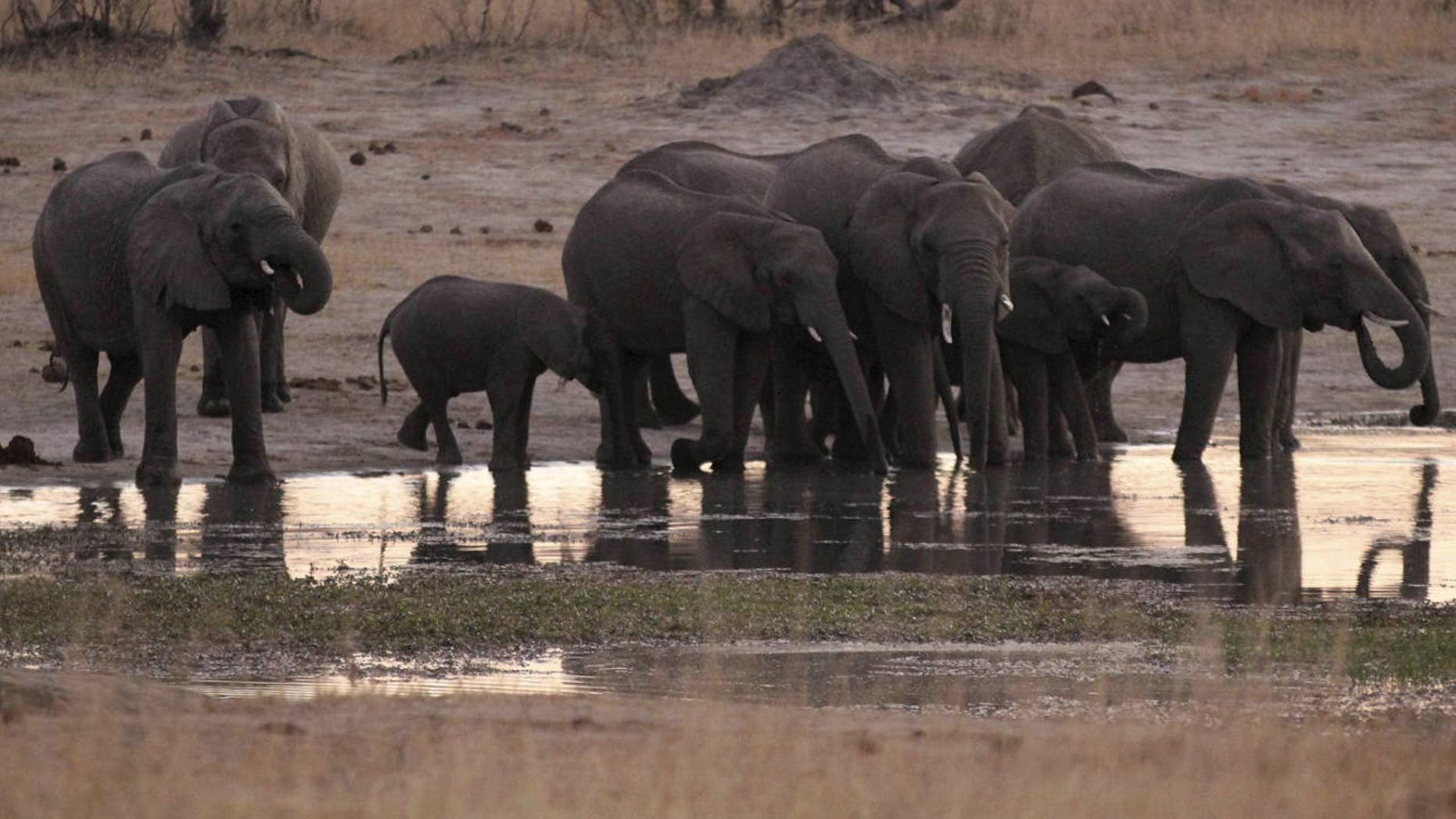 A big game hunter died Friday in Zimbabwe when a member of his hunting group fired their gun at an elephant striking it and causing it to fall on him.