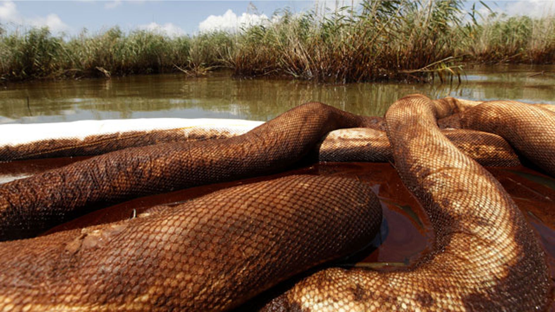 May 22: Oil booms sit in a marsh after being impacted by the Deepwater Horizon oil spill in Pass a Loutre, La.