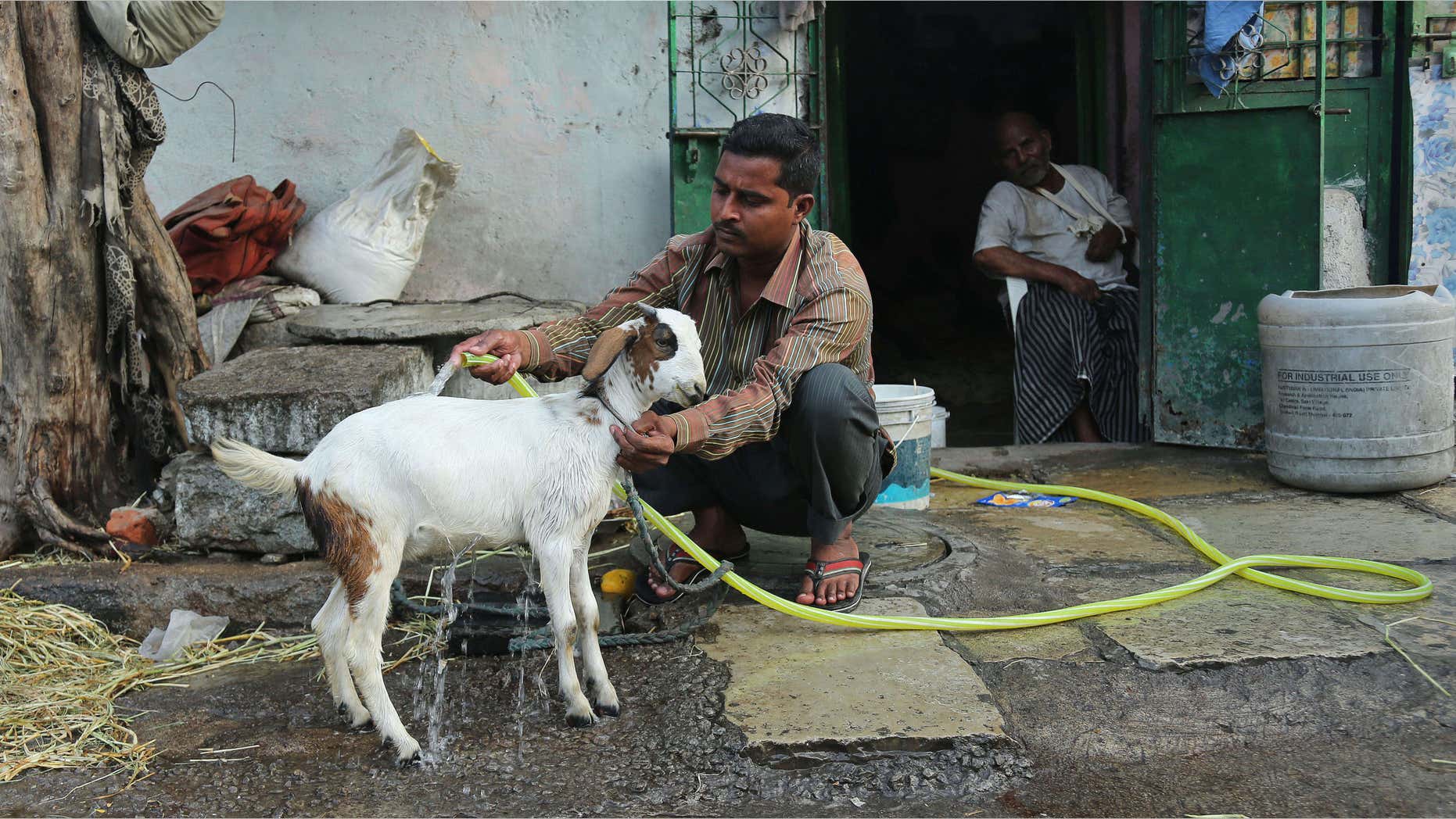 May 23, 2015: An Indian man uses a hose to bathe his goat to provide relief from the heat in Hyderabad, in the southern Indian state of Telangana.