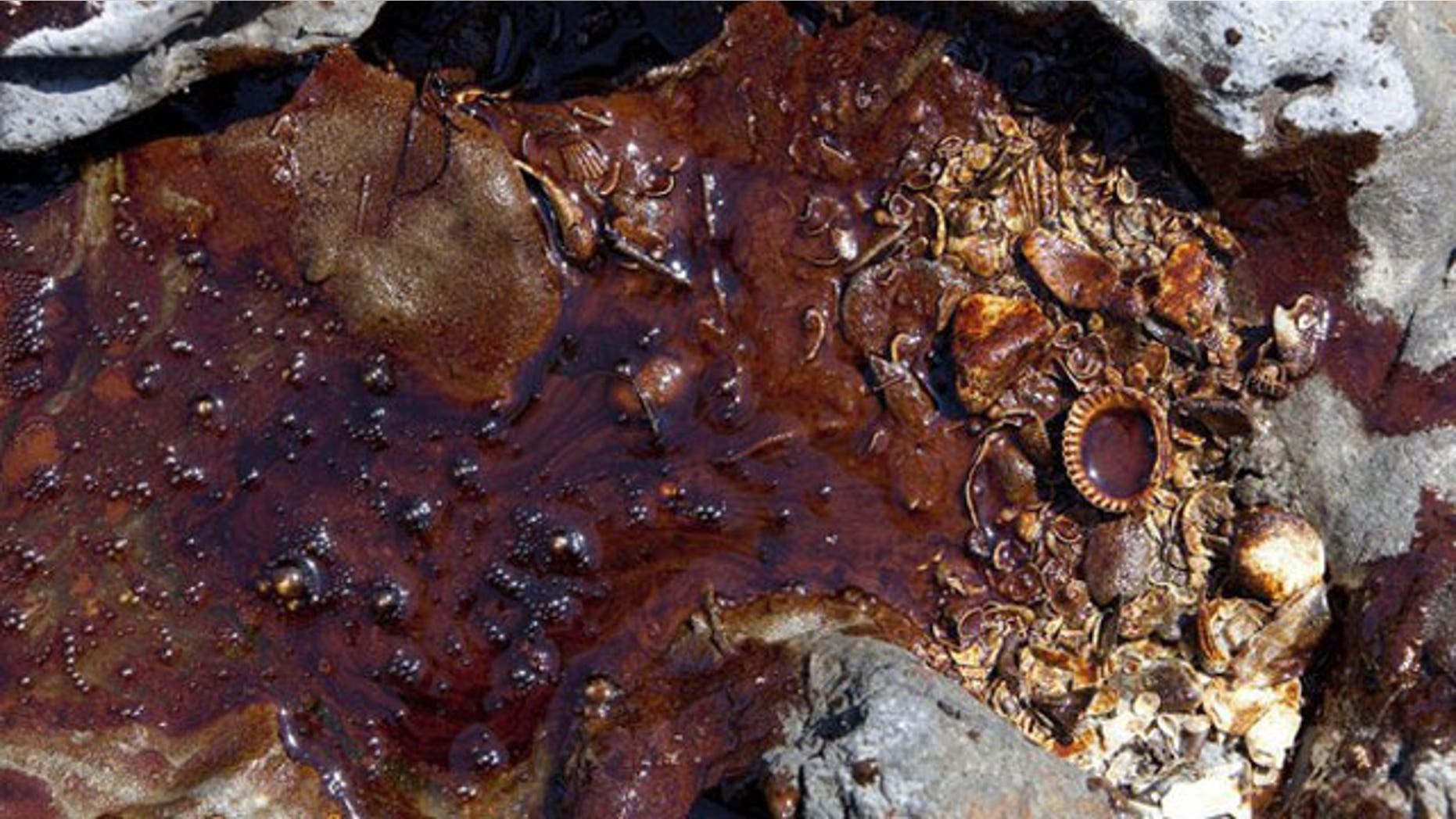 Oil from the Deepwater Horizon wellhead washes up on the beach of Elmer's Island, a wildlife refuge, owned and maintained by the state of Louisiana May 22, 2010 (Reuters).